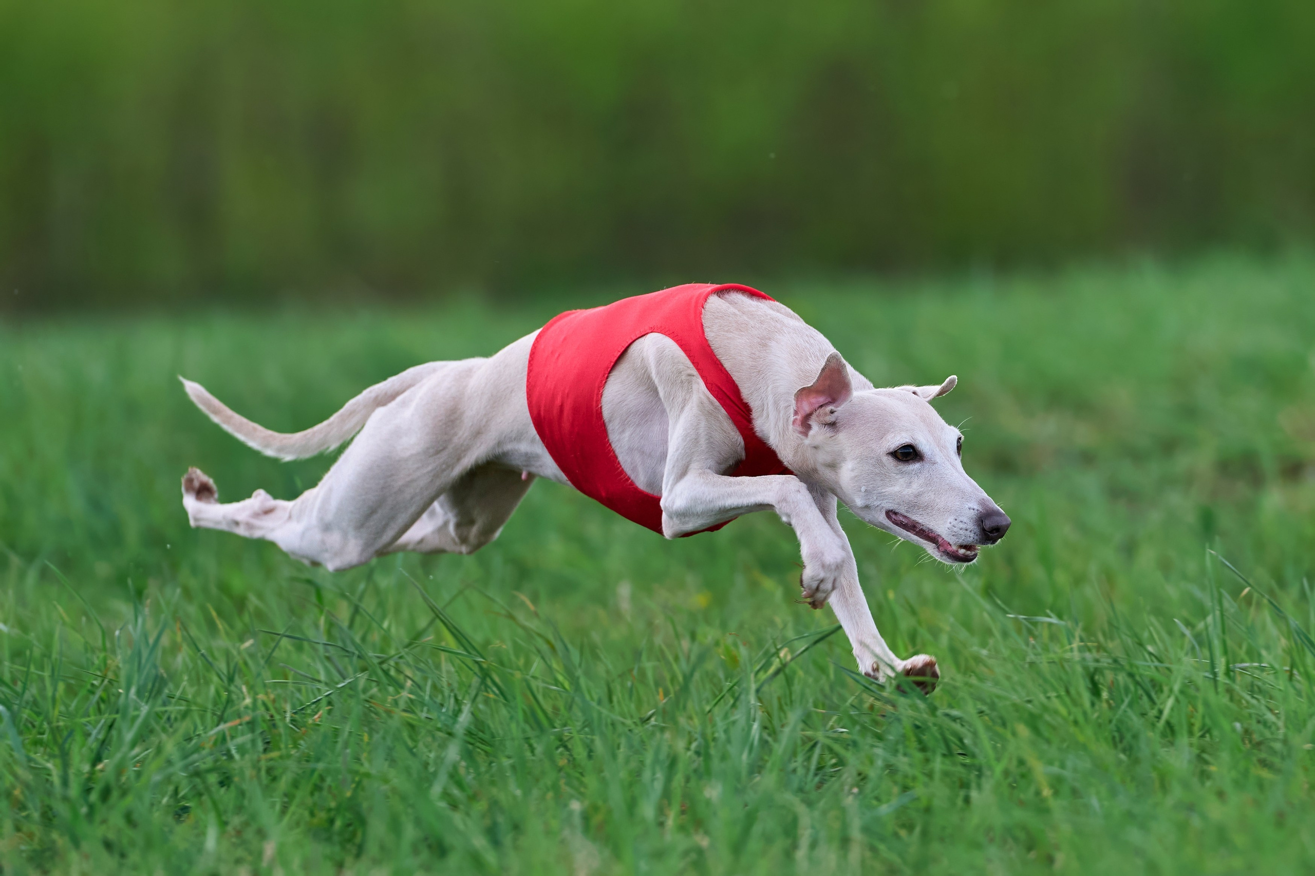 Тренировка по курсингу «на Ярославке». Фотограф-анималист Михаил Манухин