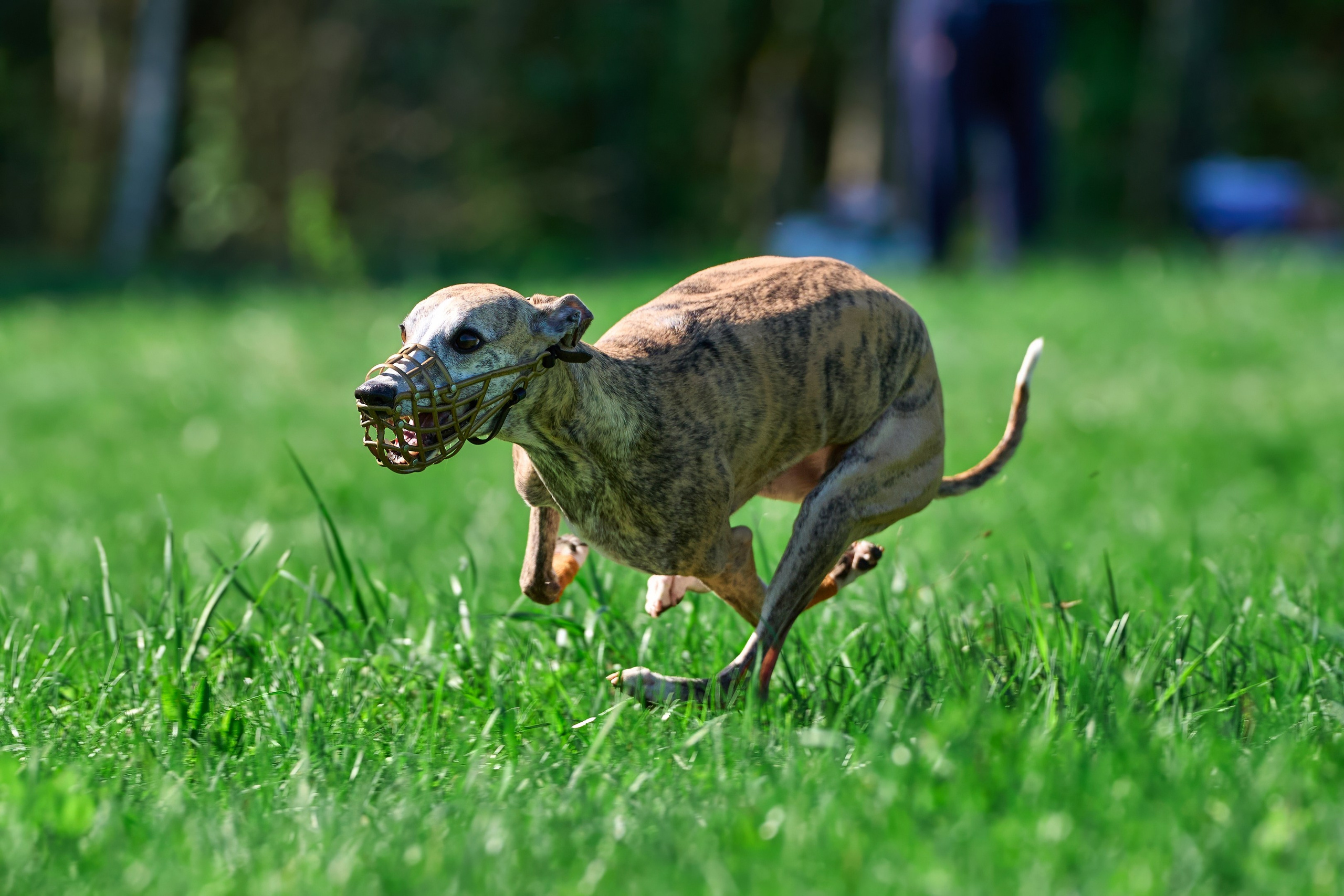 Тренировка по курсингу Донино. Фотограф-анималист Михаил Манухин