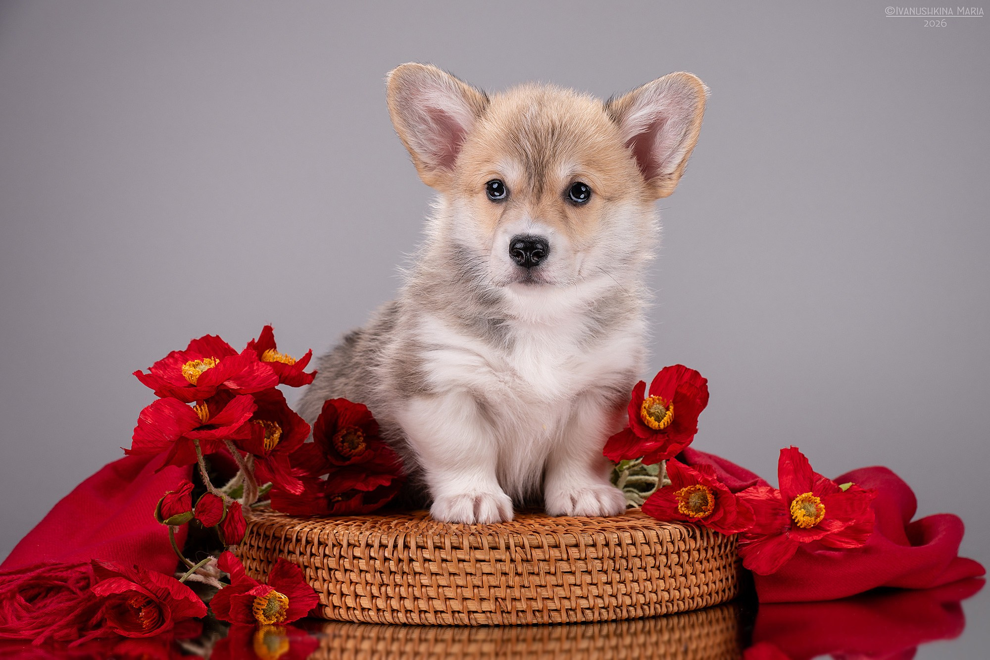 Фотосессия щенков на фонах. Фотограф собак в Москве и Московской области Иванушкина Мария