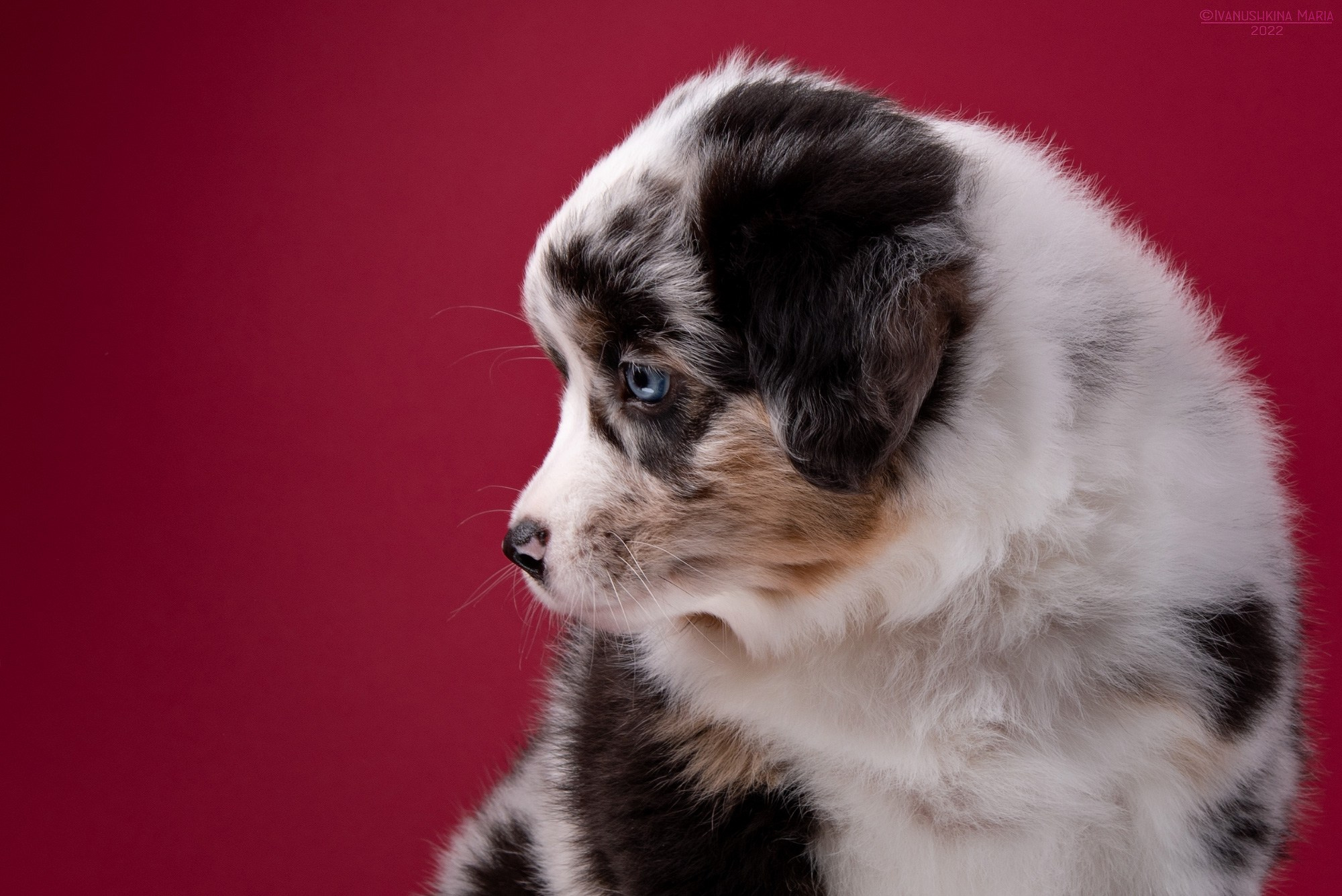 Фотосессия щенков на фонах. Фотограф собак в Москве и Московской области Иванушкина Мария