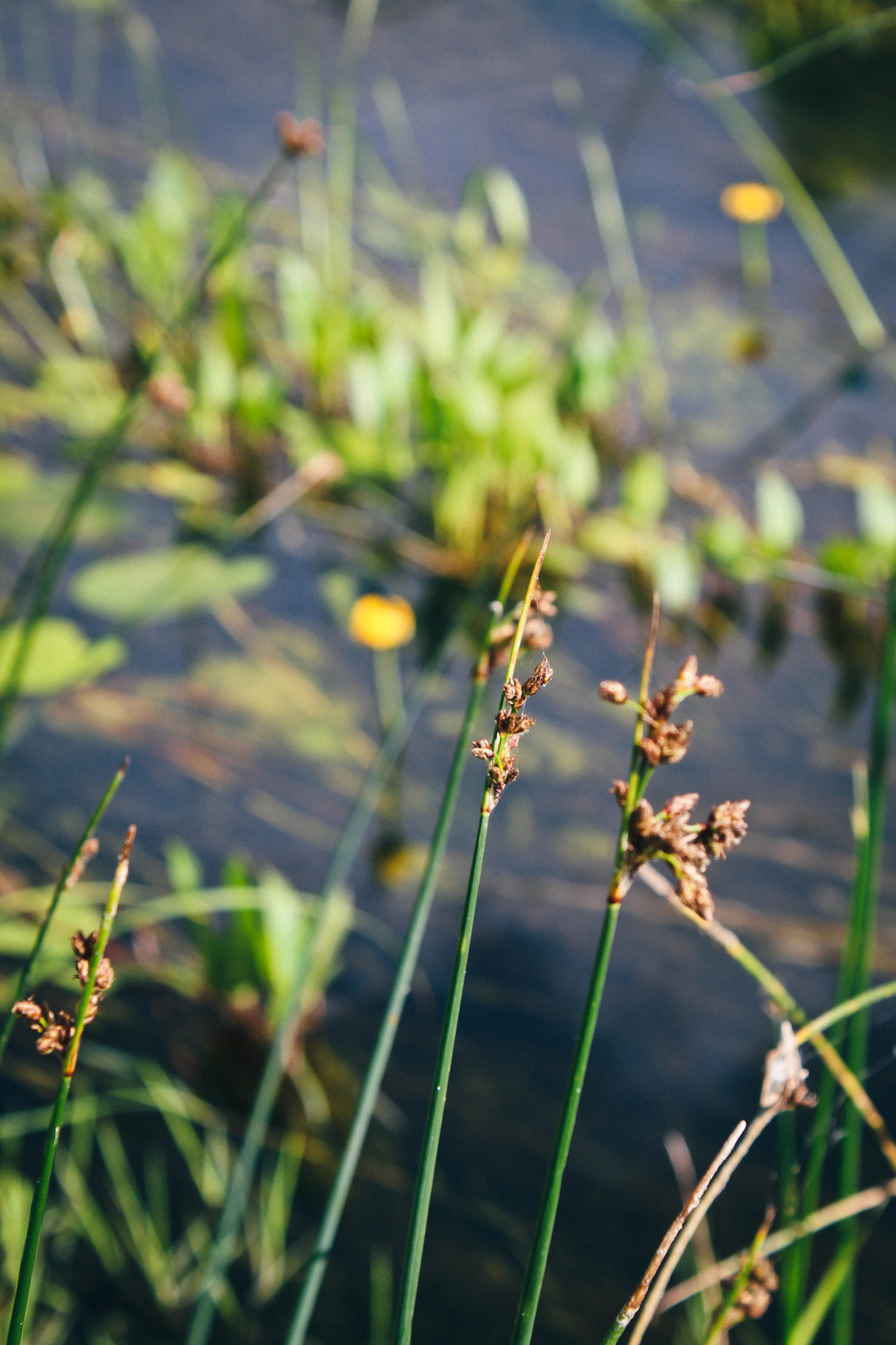 Дер. Климово, пос. Мирный. Фотограф Ксения Монахова