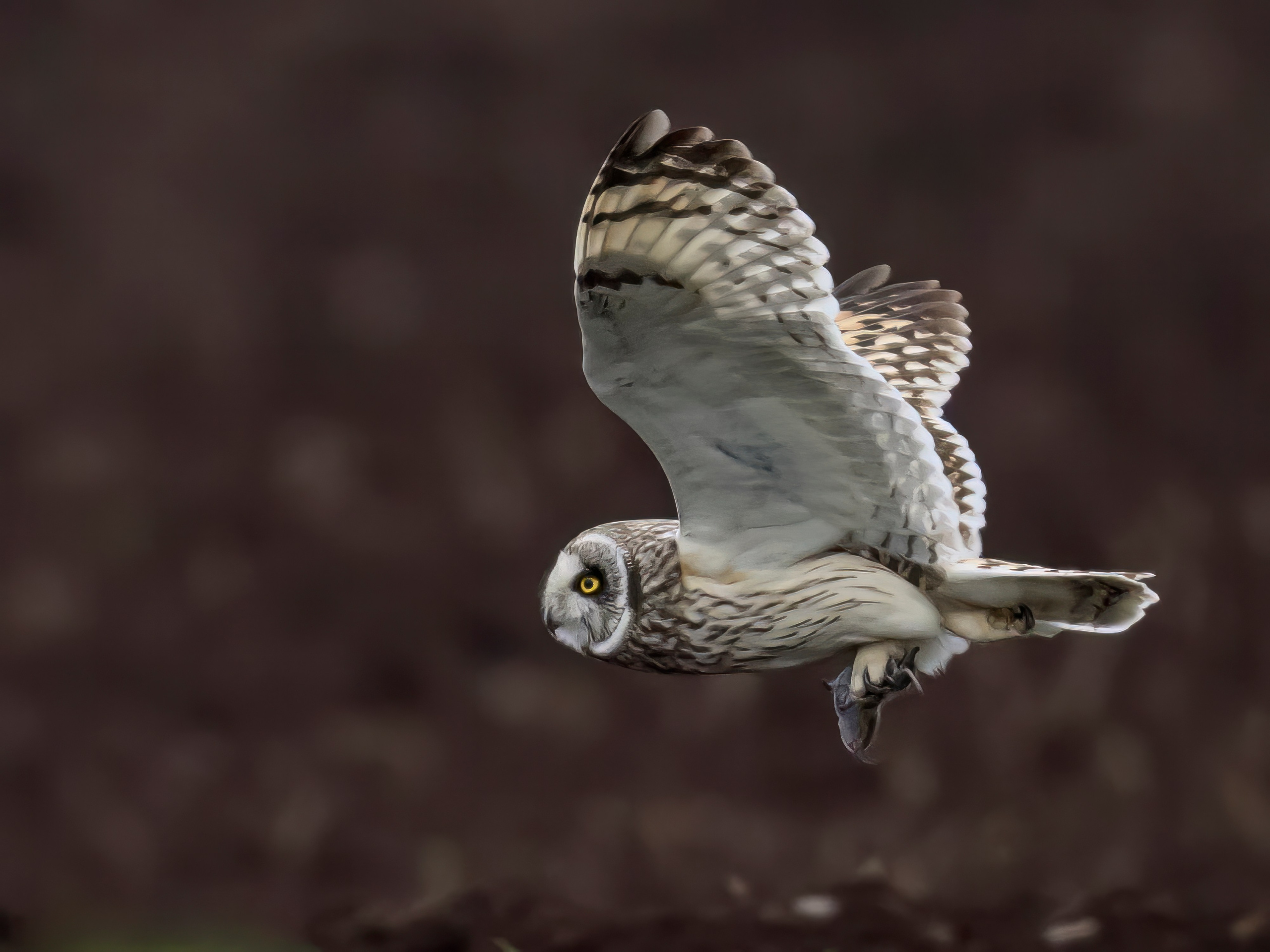 Охота совы и другая живность. Фотограф Сергей Пупонин