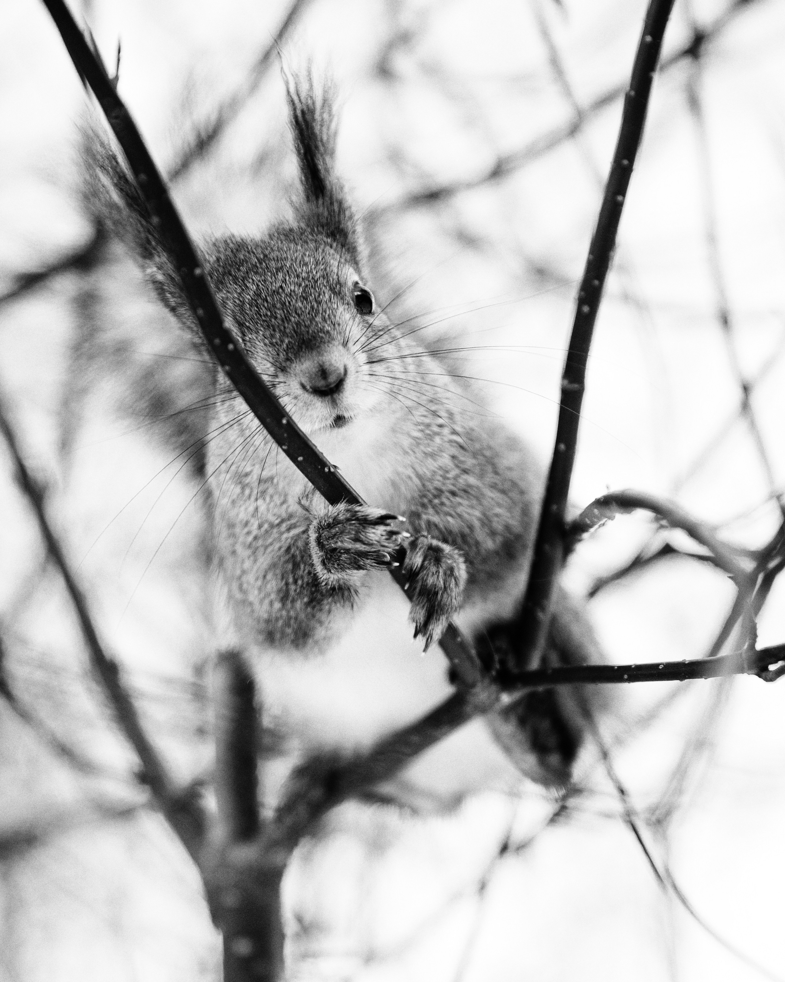 Принты. Фотограф Вера Фролова