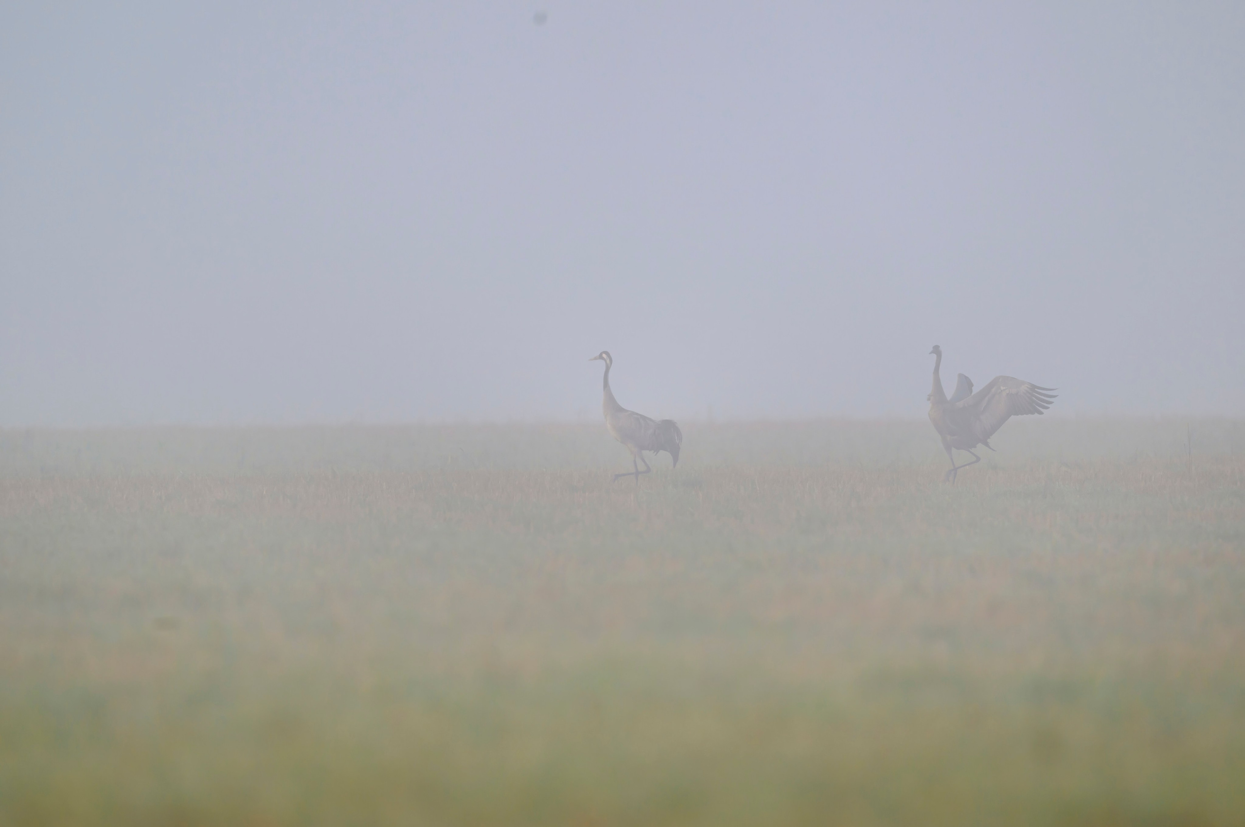 Журавли II. Cranes II. Wildlife photography by Sergey Puponin