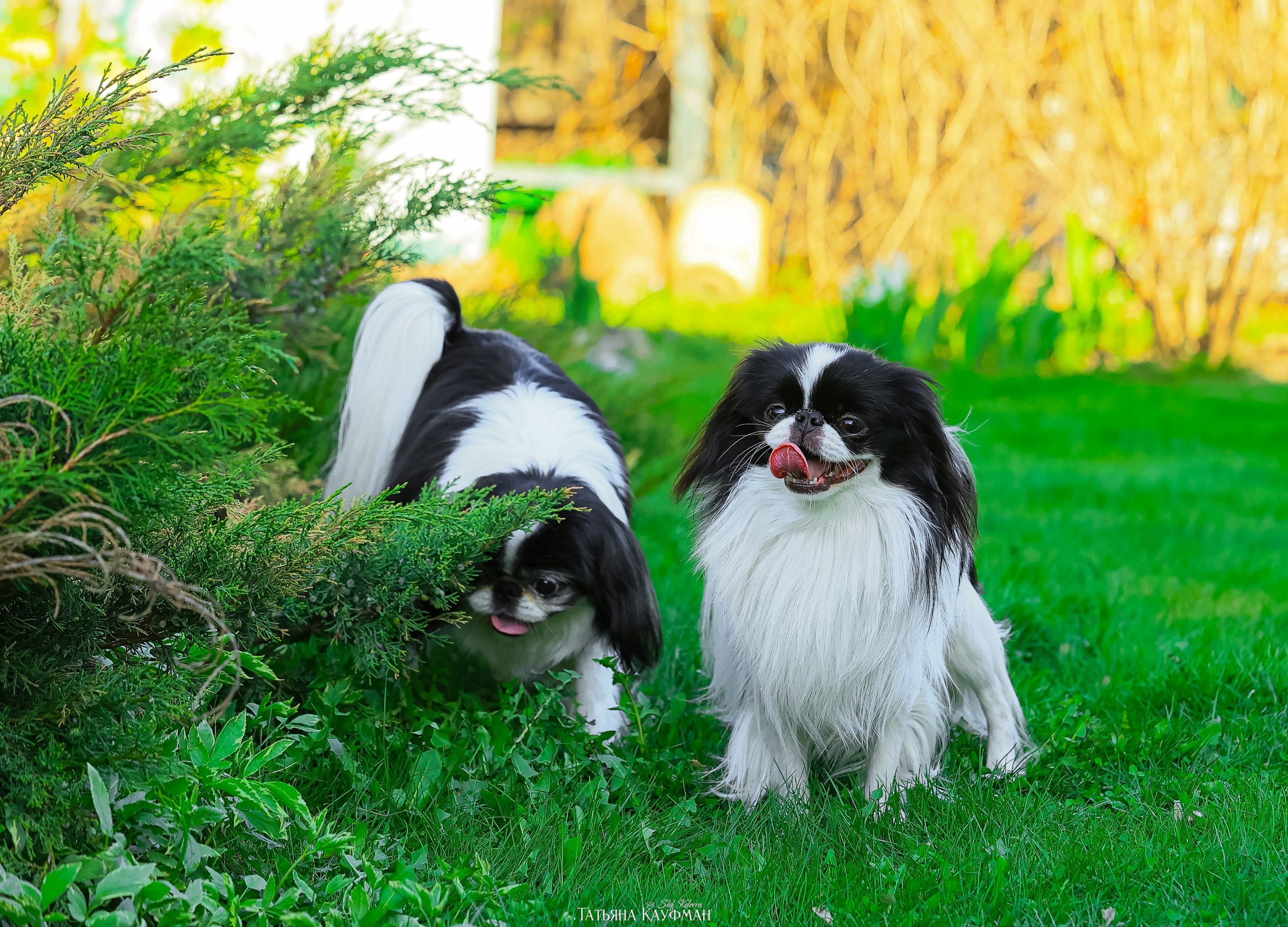 Японский хин, фотография японский хин, собака в цветах, красивая собака, фотограф анималист, фотокурс Анималистика, научиться фотографировать собак, фотограф Новосибирск