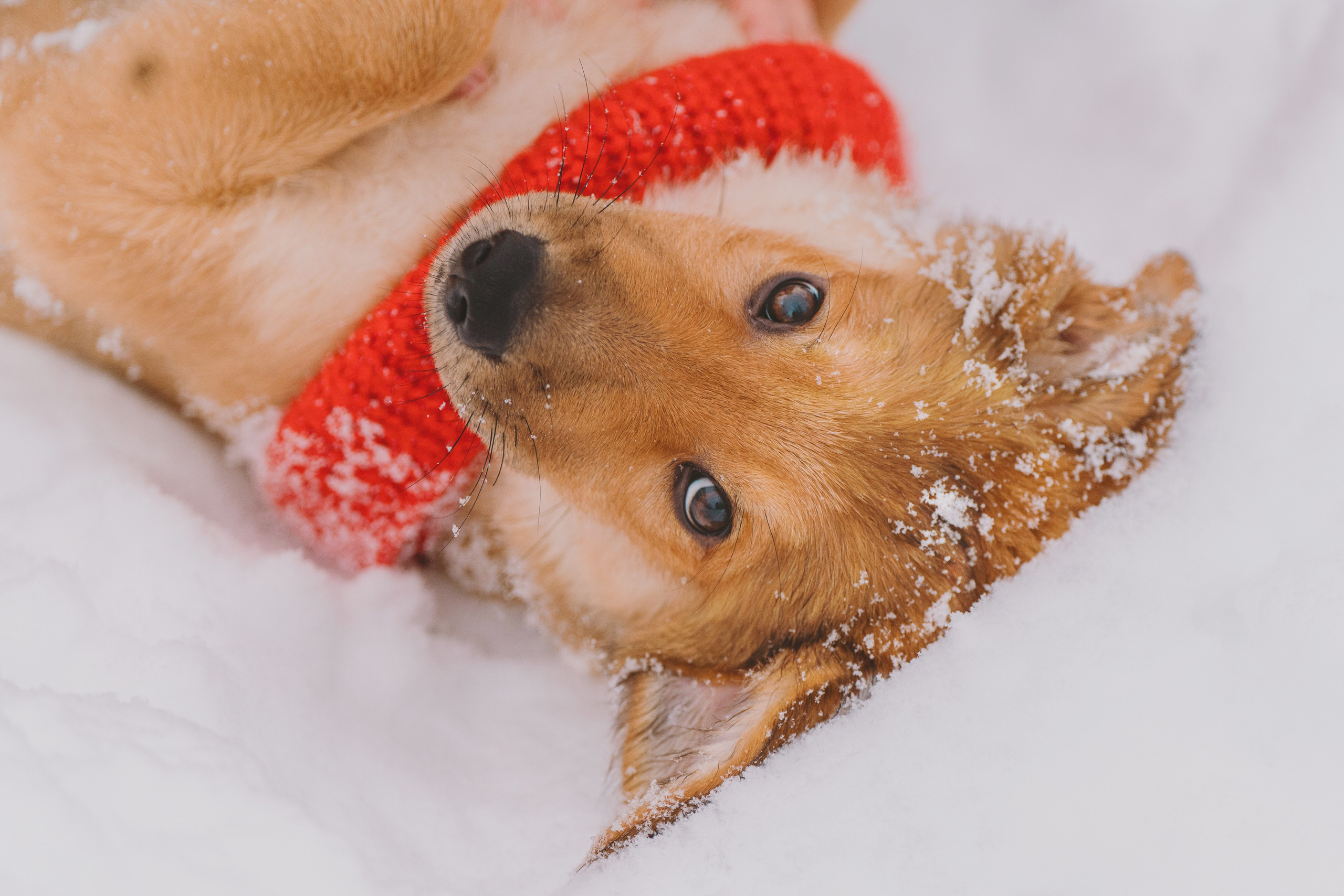 Цены за фотосессию с собакой. Фотограф анималист в Спб недорого Олеся Майорова