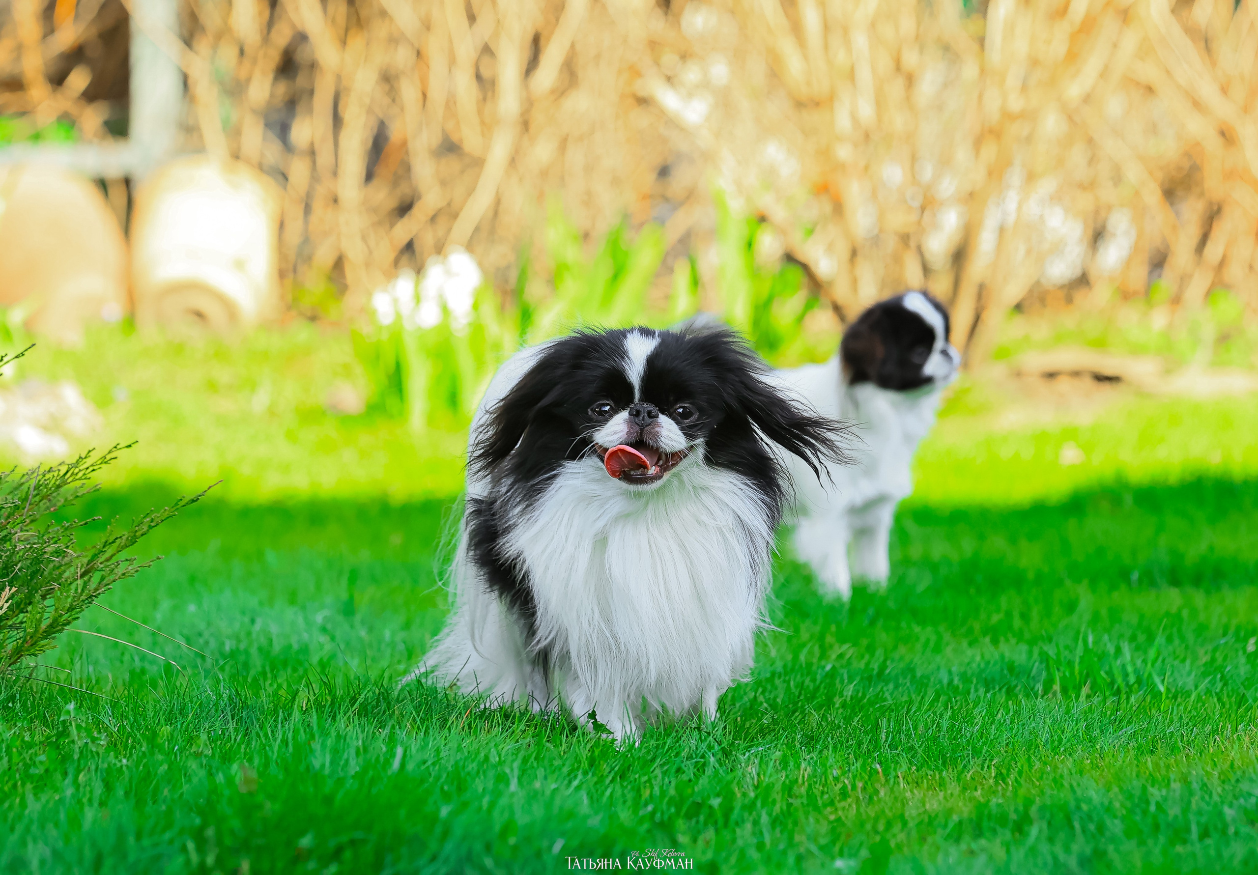 Японский хин, фотография японский хин, собака в цветах, красивая собака, фотограф анималист, фотокурс Анималистика, научиться фотографировать собак, фотограф Новосибирск