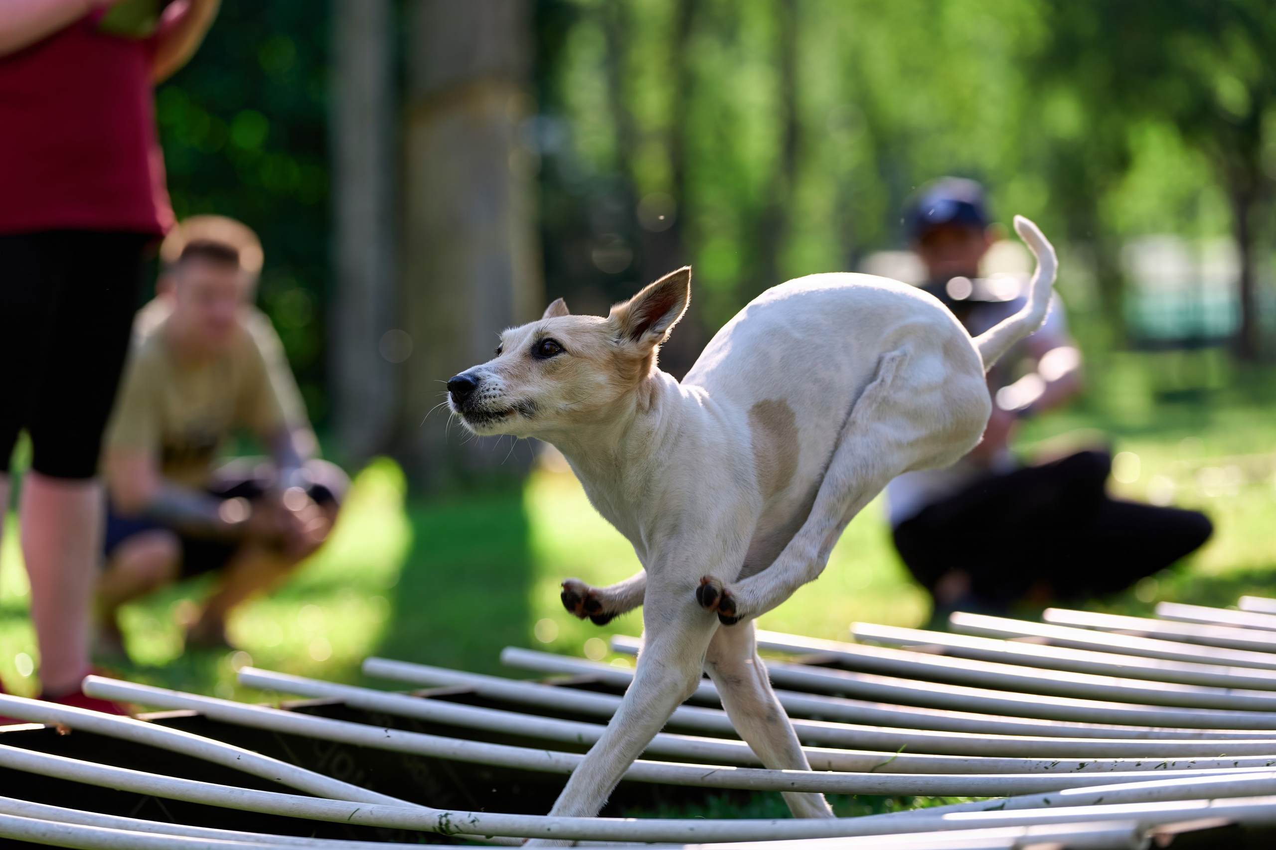 Двухдневные соревнования «Jump'n'Gym Fest — 2024». Фотограф-анималист Михаил Манухин