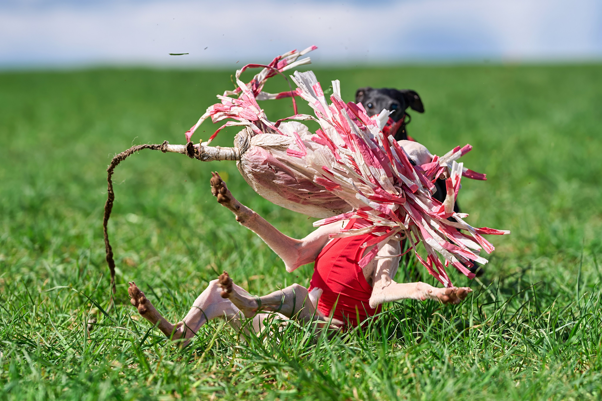 Тренировка по курсингу «на Ярославке». Фотограф-анималист Михаил Манухин