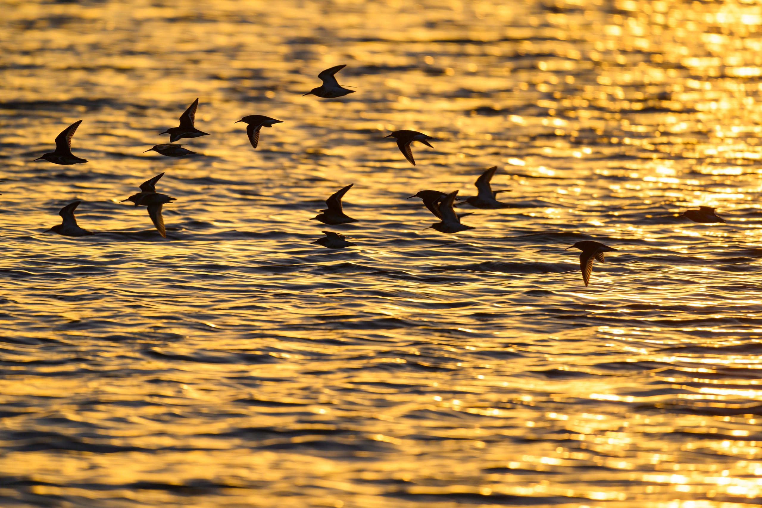 Фифи на рассвете. Wood sandpiper at dawn. Фотограф Сергей Пупонин
