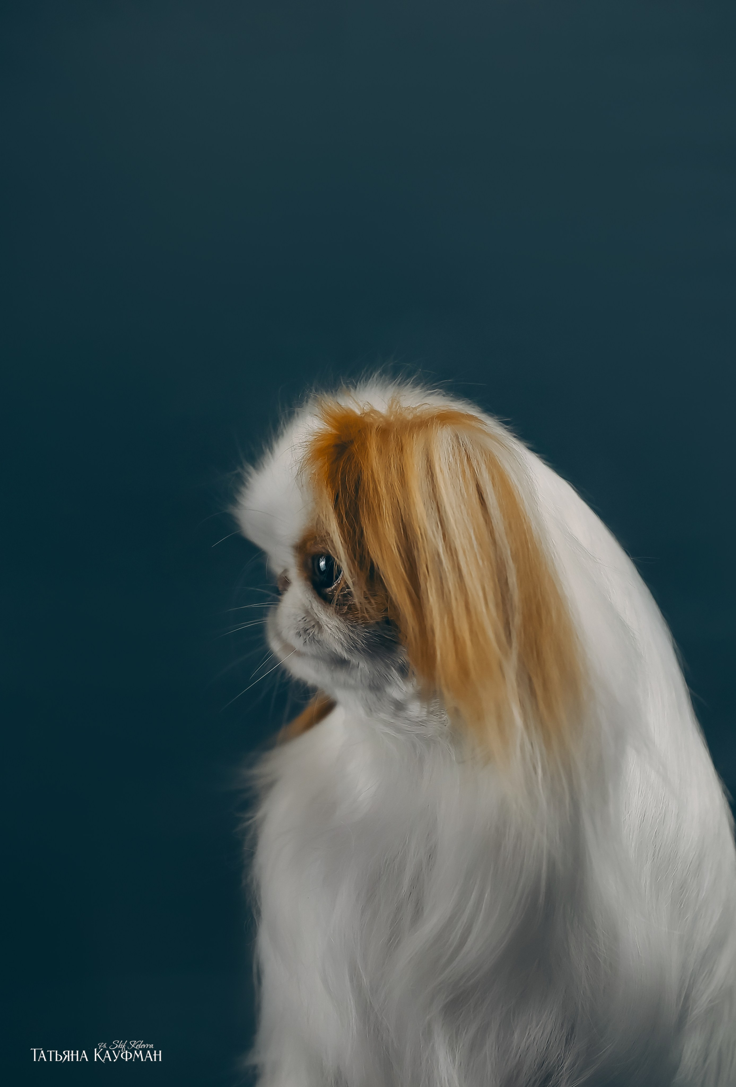 Японский хин, фотография японский хин, красивая собака, фотограф анималист, фотокурс Анималистика, научиться фотографировать собак, фотограф Новосибирск, фотостудия Скифки, студийная фотография