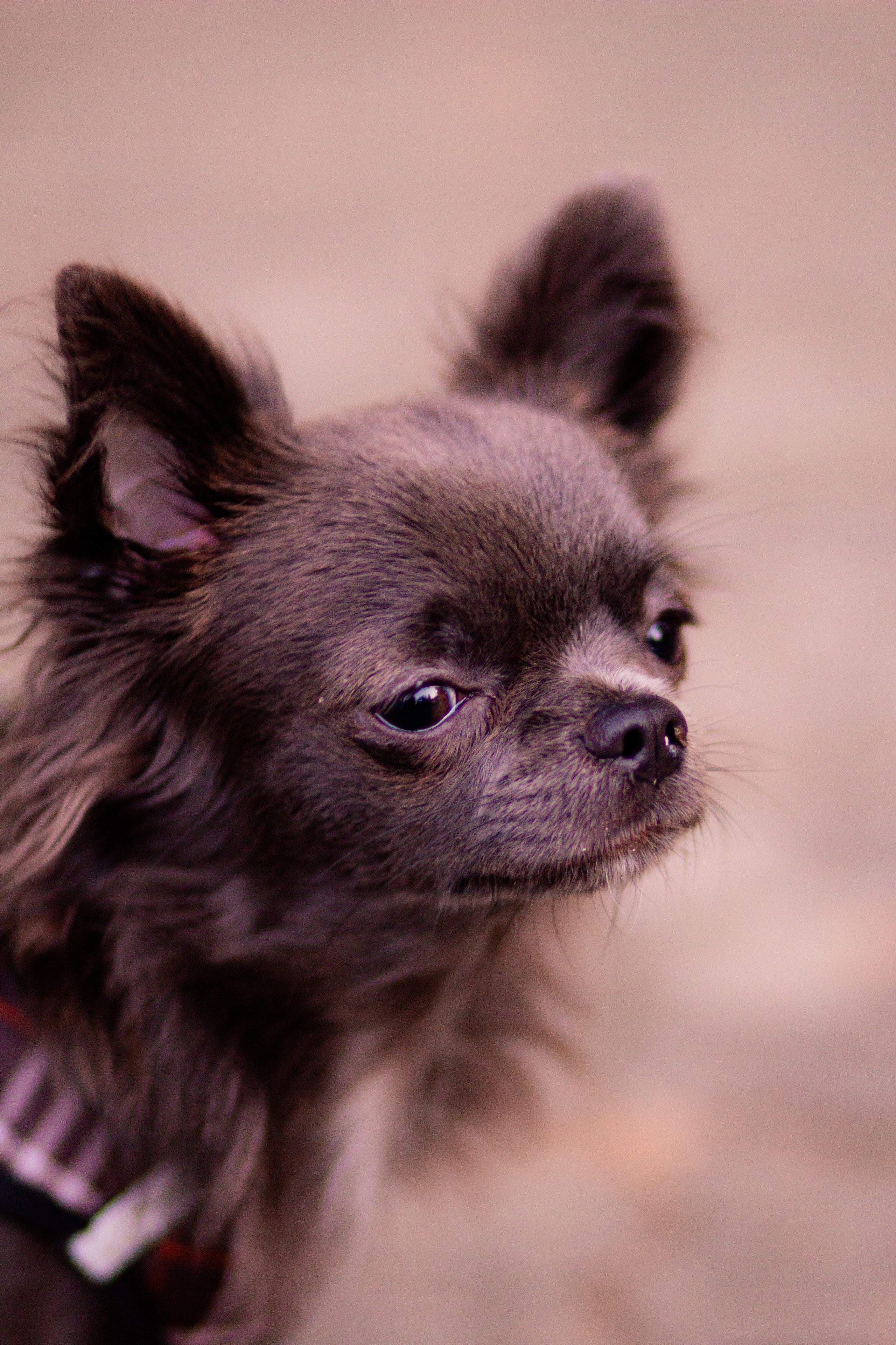 Светлана на прогулке с питомцем. Фотограф и видеограф в Ставрополе Инна Попова