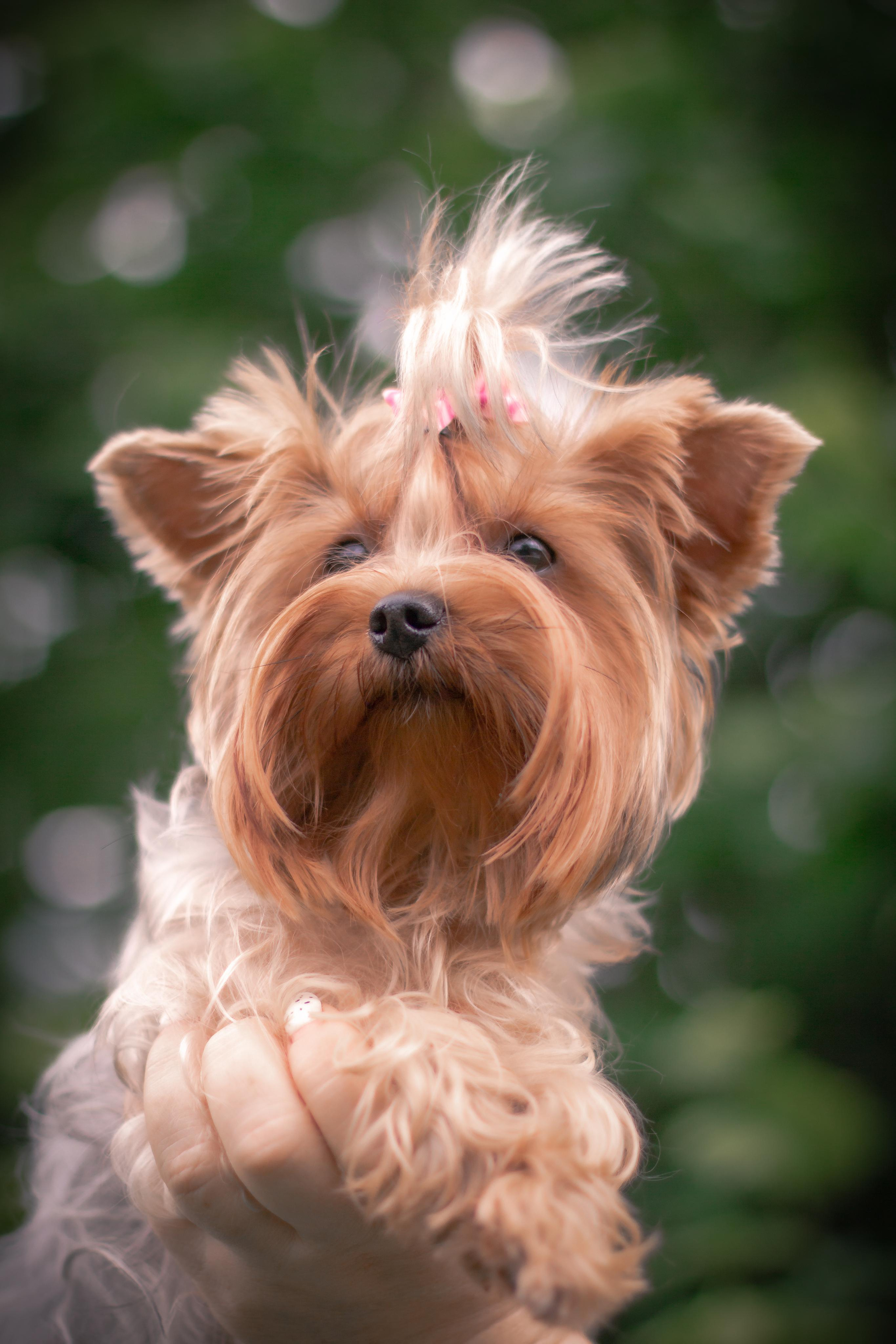 Фото для грумера Елены. Фотограф и видеограф в Ставрополе Инна Попова