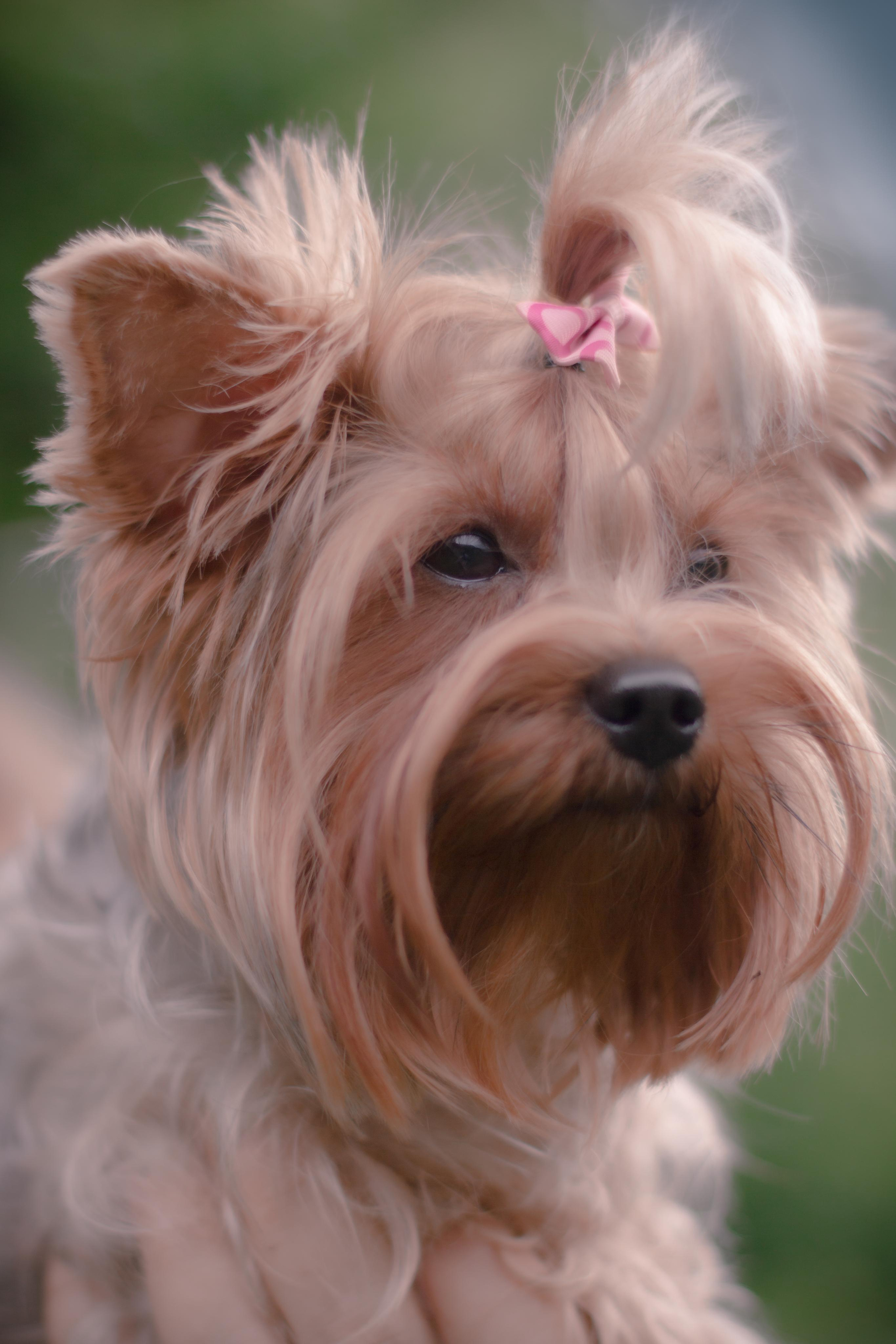 Фото для грумера Елены. Фотограф и видеограф в Ставрополе Инна Попова