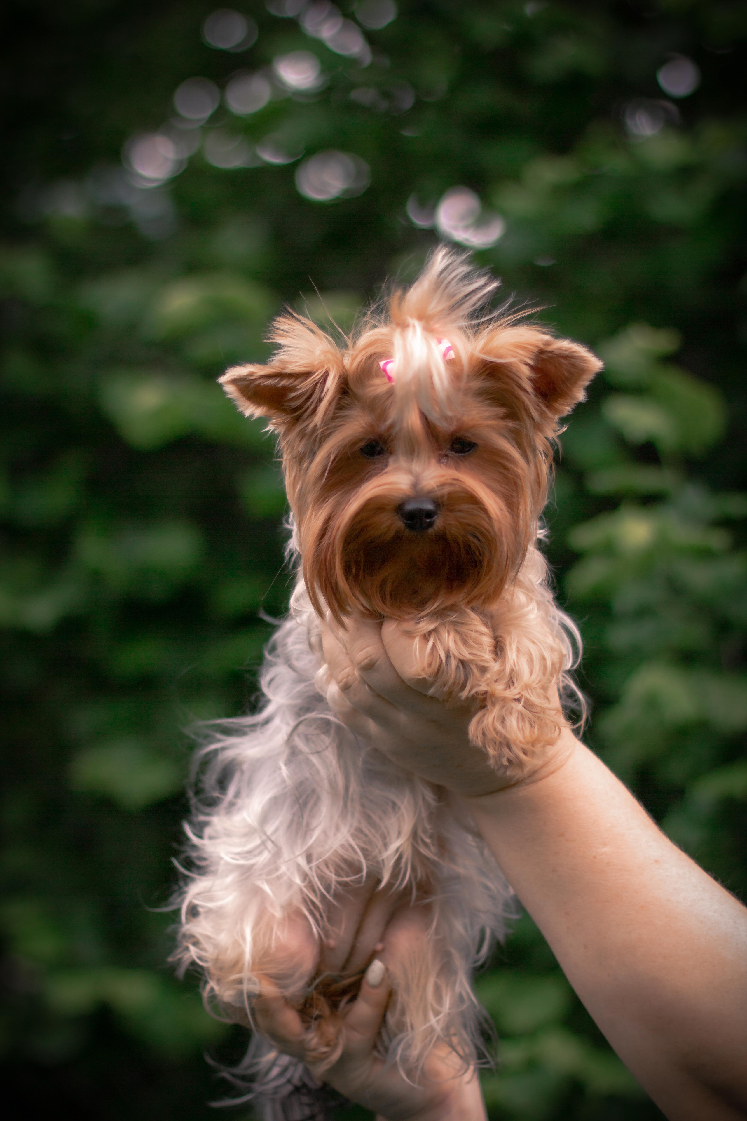 Фото для грумера Елены. Фотограф и видеограф в Ставрополе Инна Попова