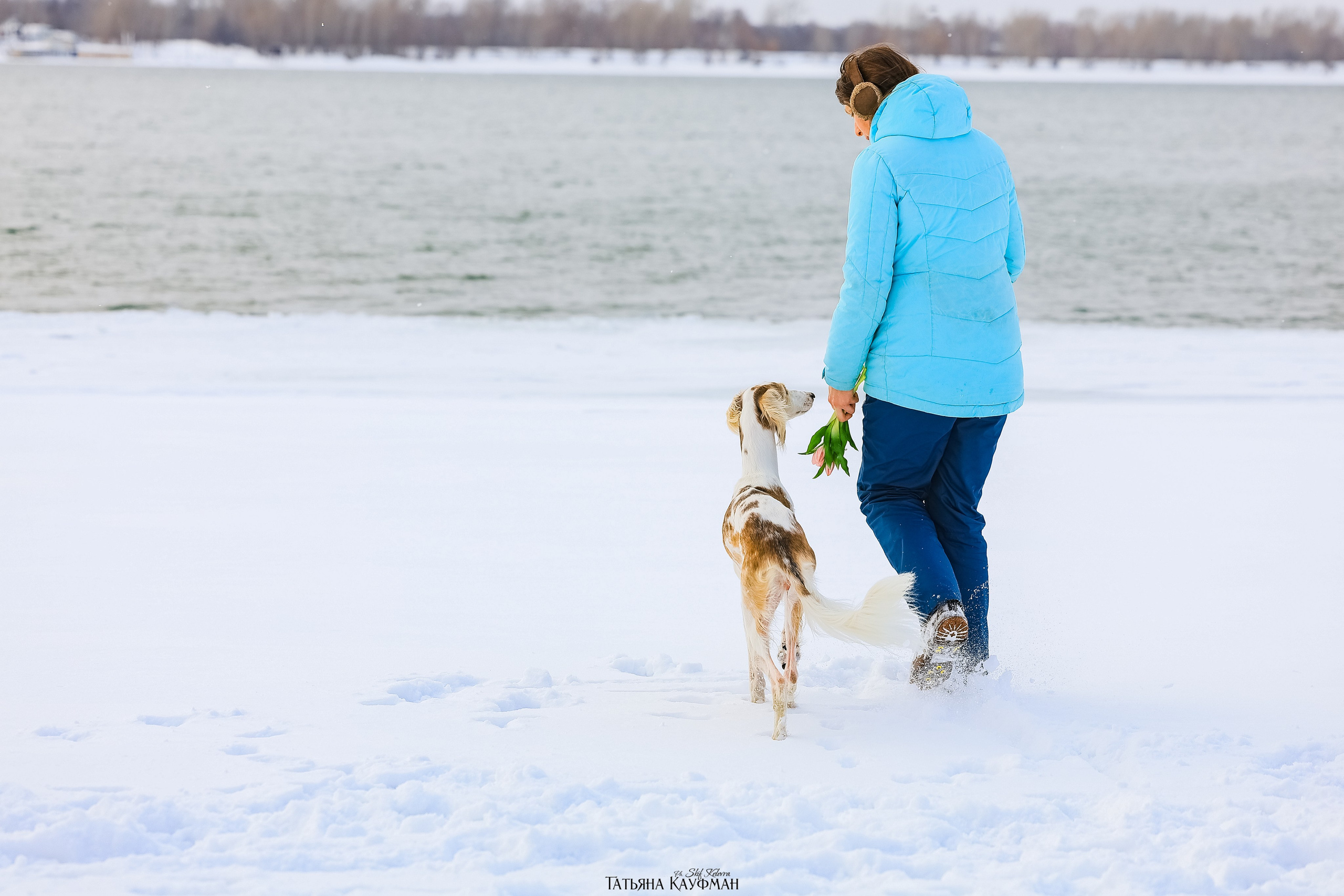 Салюки Флай и Лира. Фотограф Анималист из Новосибирска Татьяна Кауфман