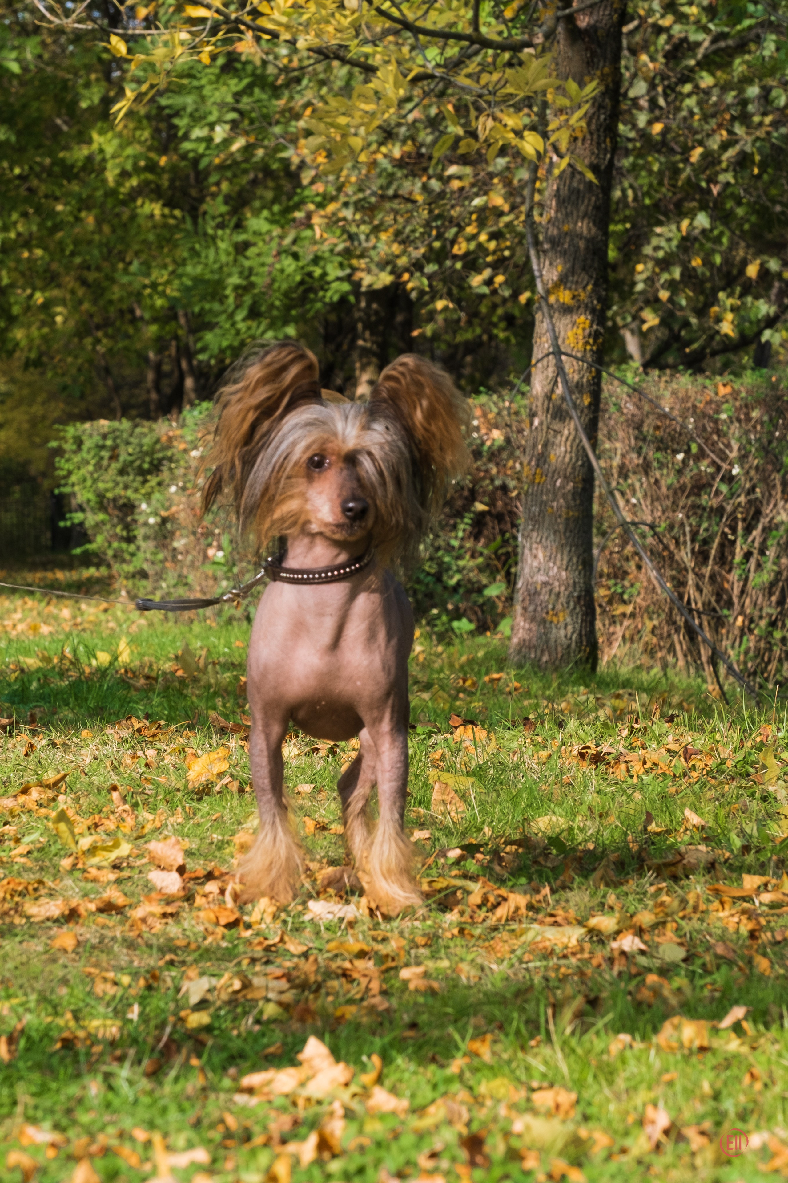 On a walk. Chinese Crested Dog Kennel Poale Ell