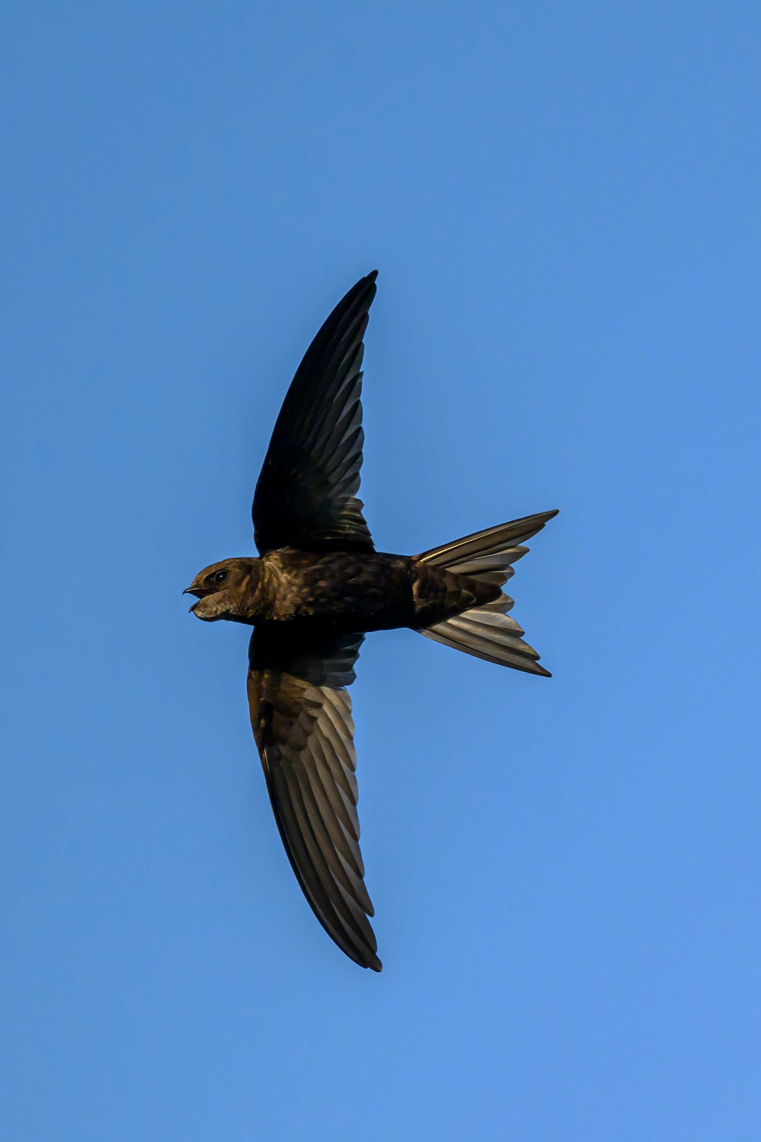 Совы и кулики. Фотограф Сергей Пупонин