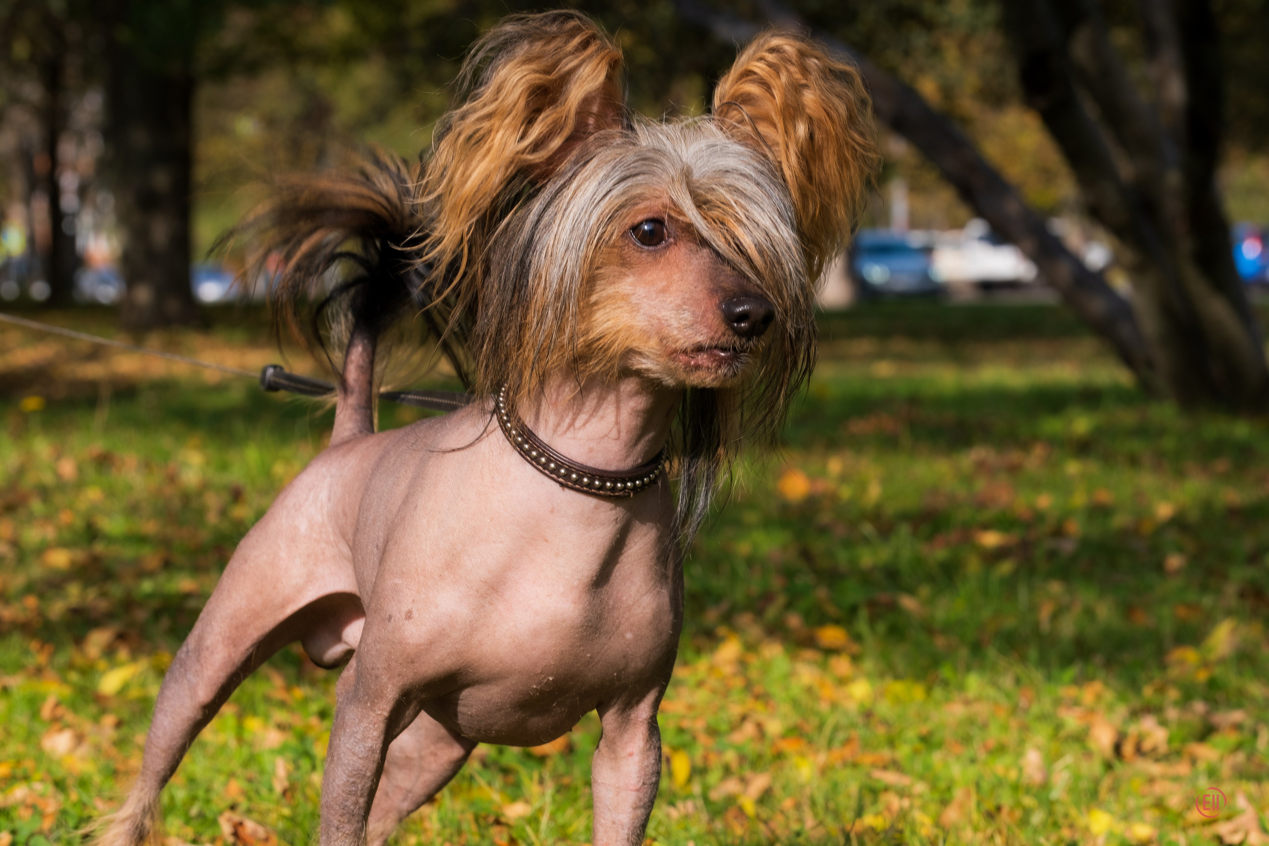 On a walk. Chinese Crested Dog Kennel Poale Ell