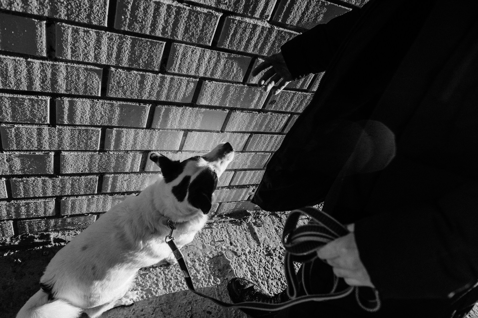 Съемка с животными на улице: искренние эмоции и зимняя атмосфера.