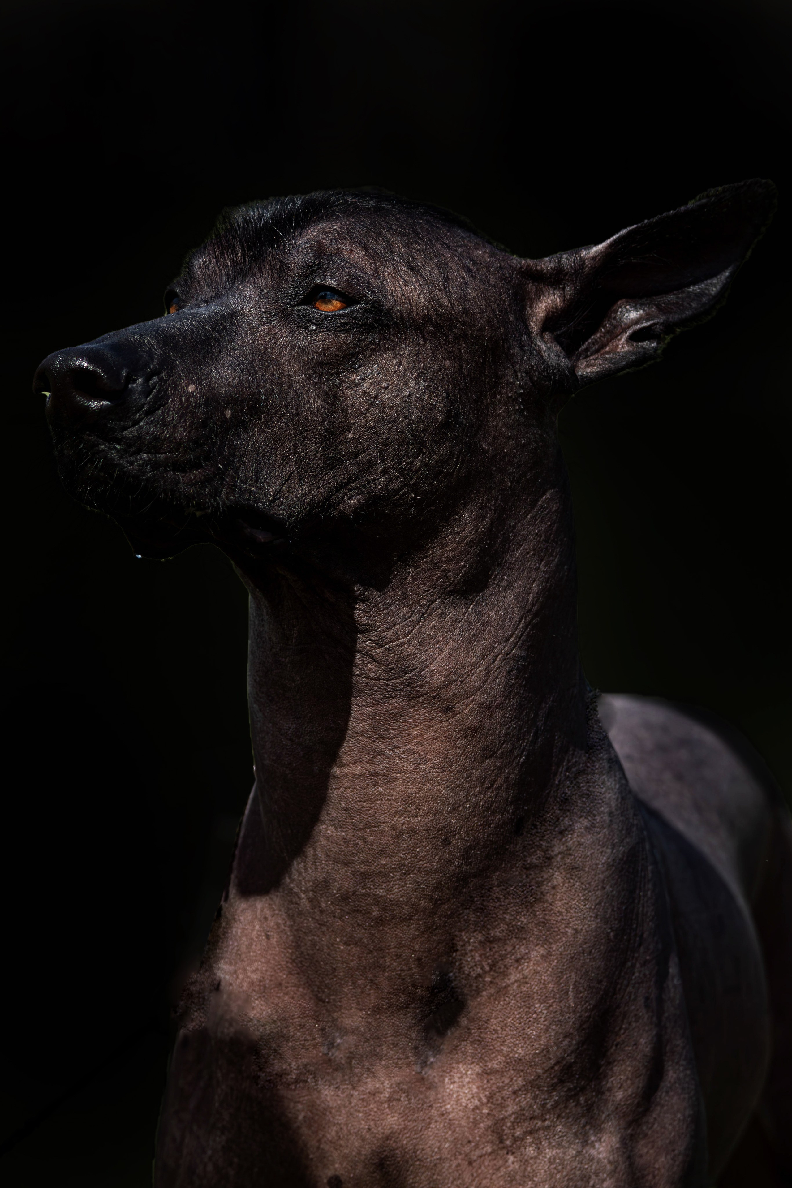 Фотограф анималист — Тула, Москва