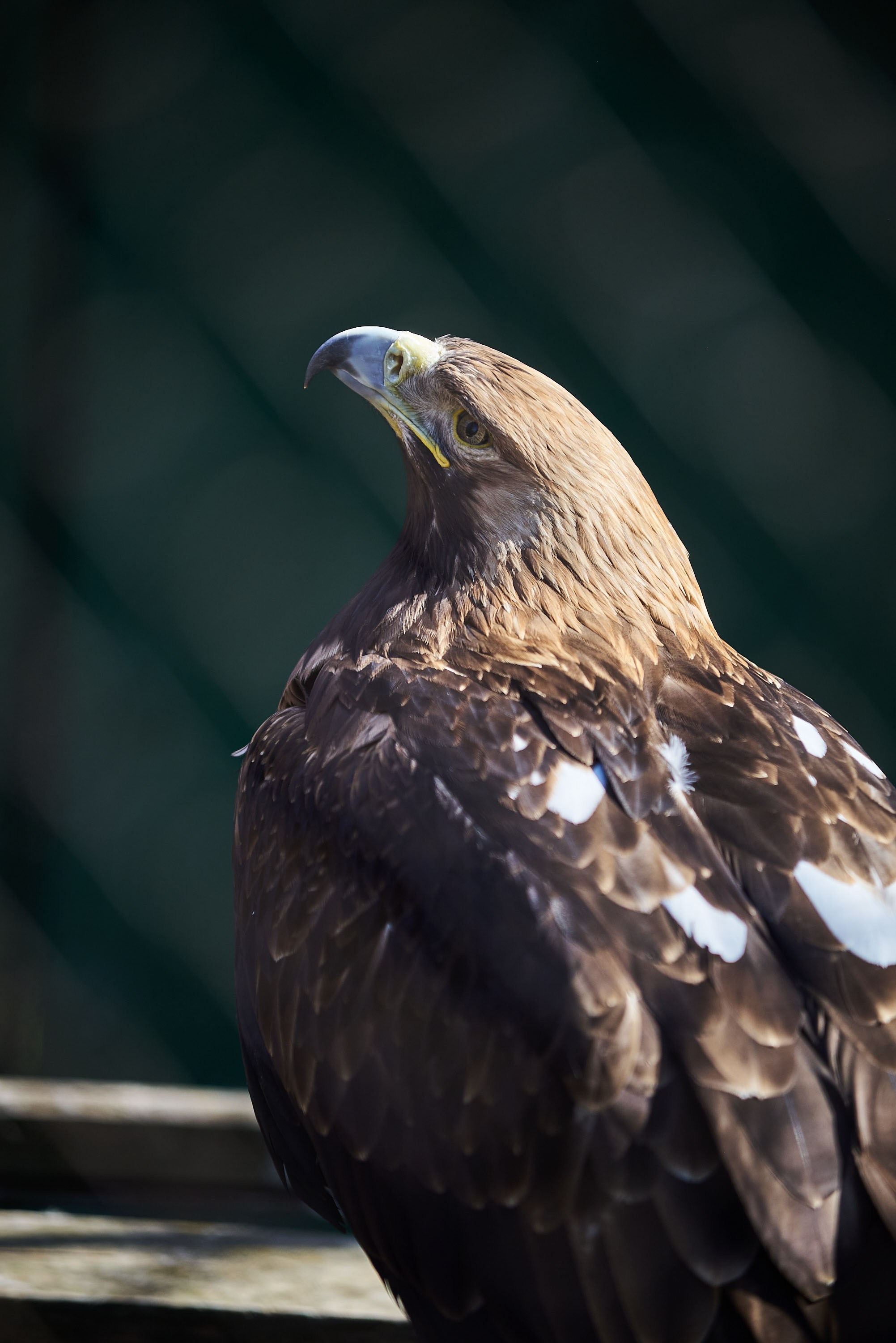 Зоопарк Иваново. Фотограф в Иваново: Каталожная съемка одежды и постельного белья, Wildberries