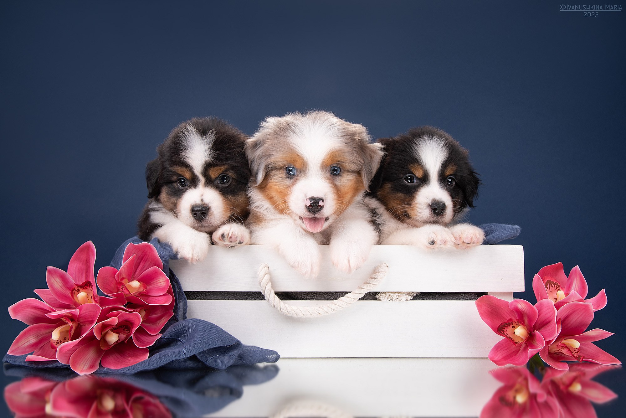 Фотосессия щенков на фонах. Фотограф собак в Москве и Московской области Иванушкина Мария