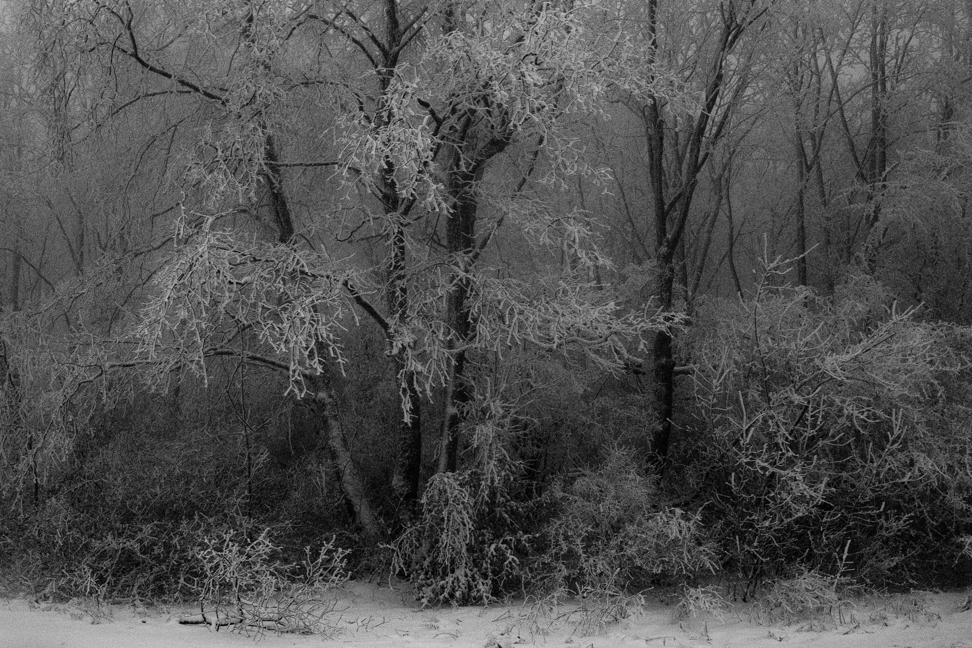 Buchenwald. Rita Novoselova. Photography