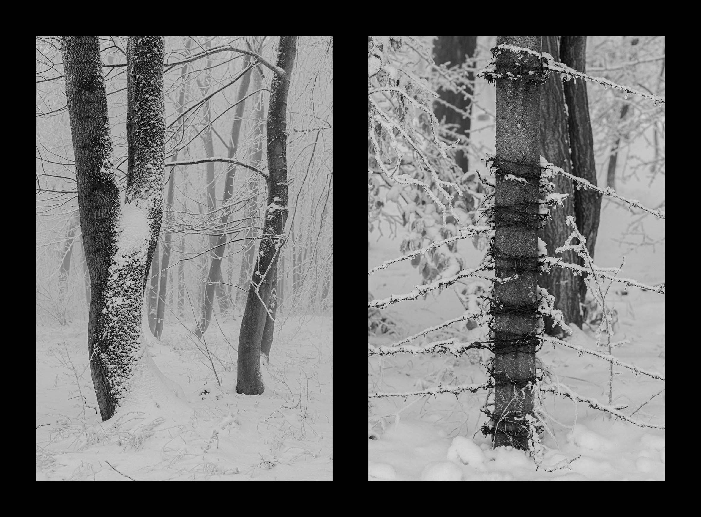 Buchenwald. Rita Novoselova. Photography