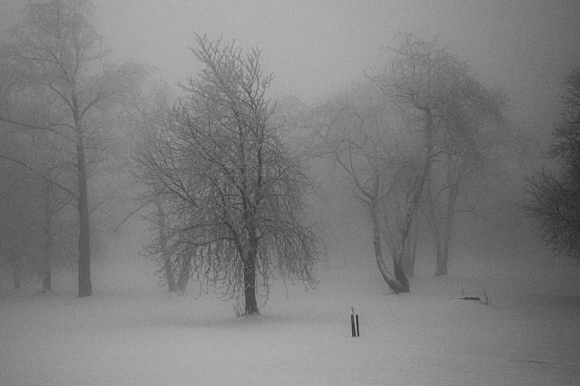 Buchenwald. Rita Novoselova. Photography
