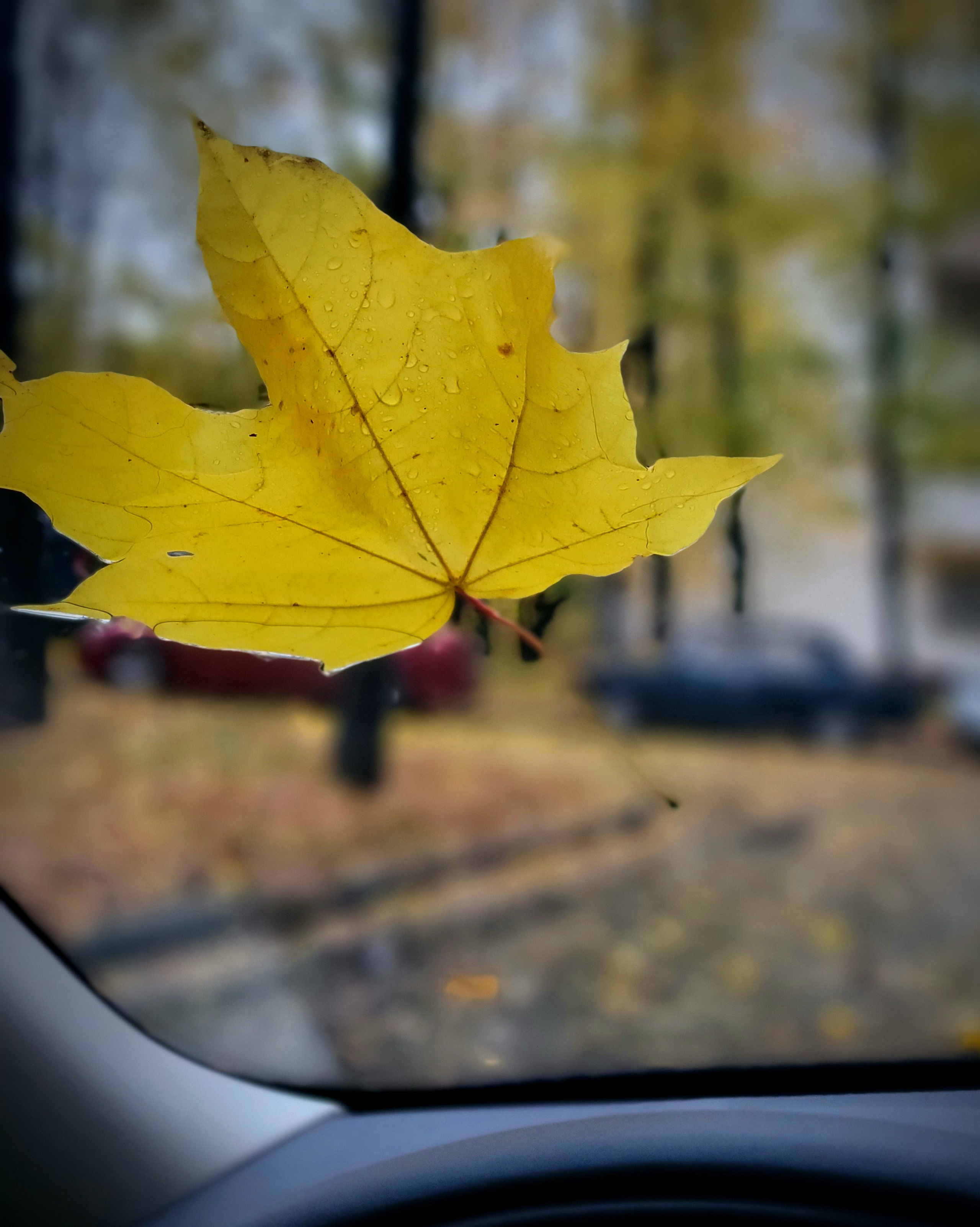 Утром осень принесла послание на лобовое стекло