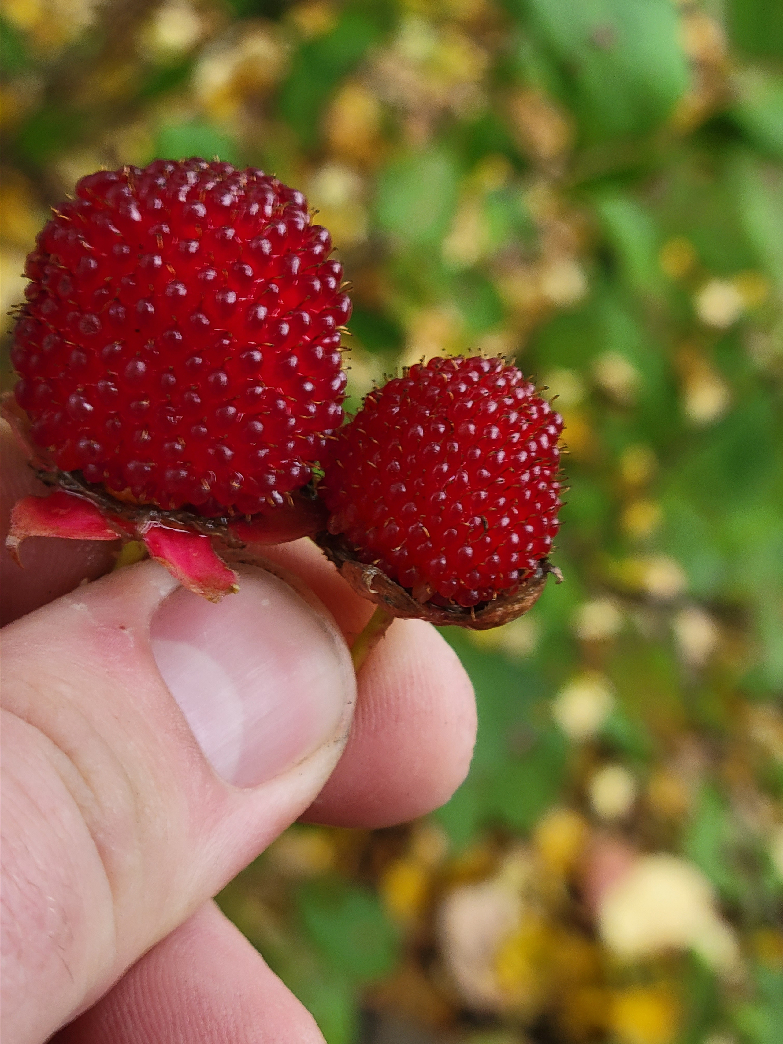 Семхоз. Урожай. Канадская малина. Поправка: Говорят, малина тибетская... В общем ненаша, не лесная Подмосковная