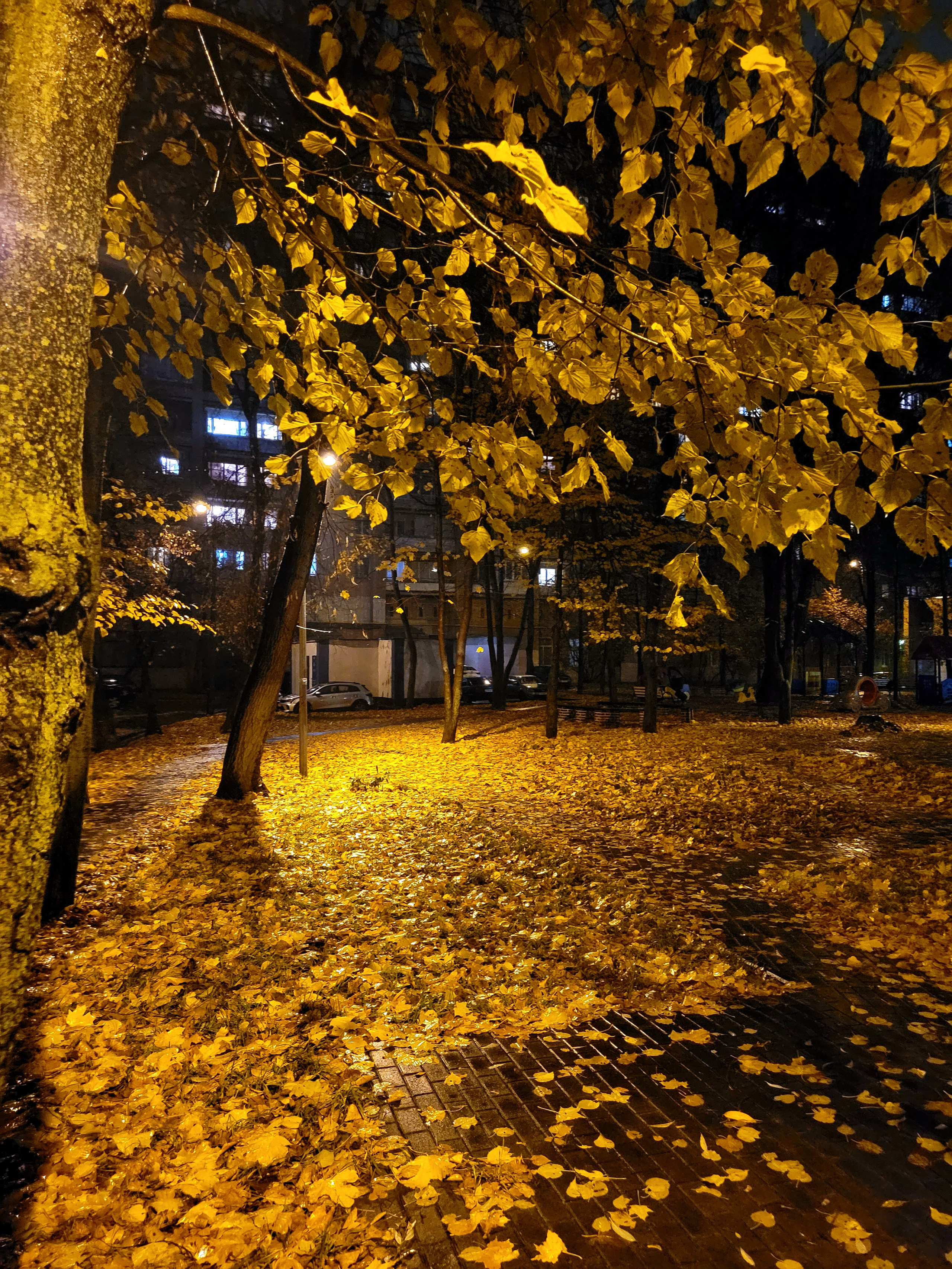 Золотой ковер в ночи после работы