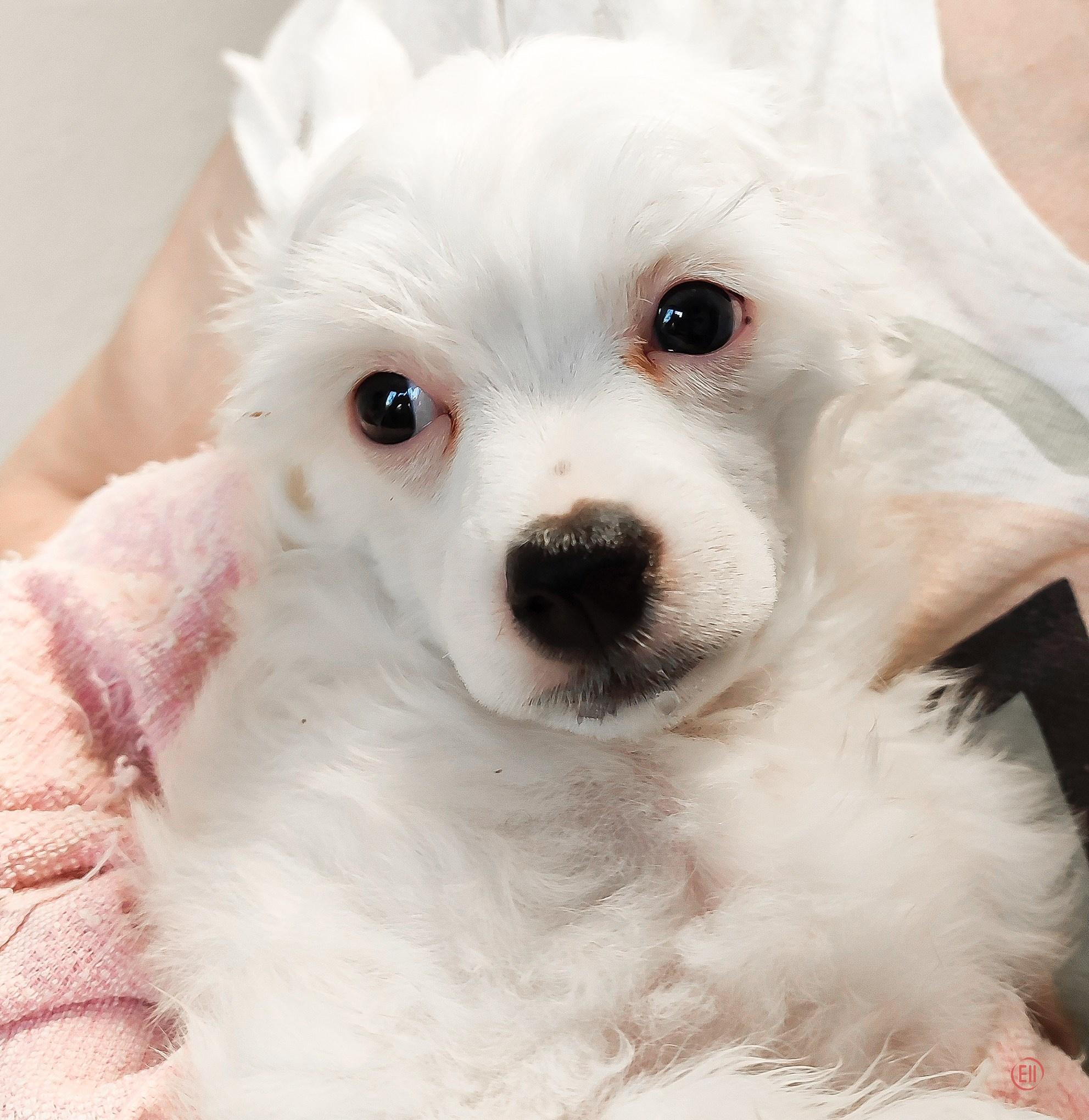 Laisan Island Franklin - 50 days