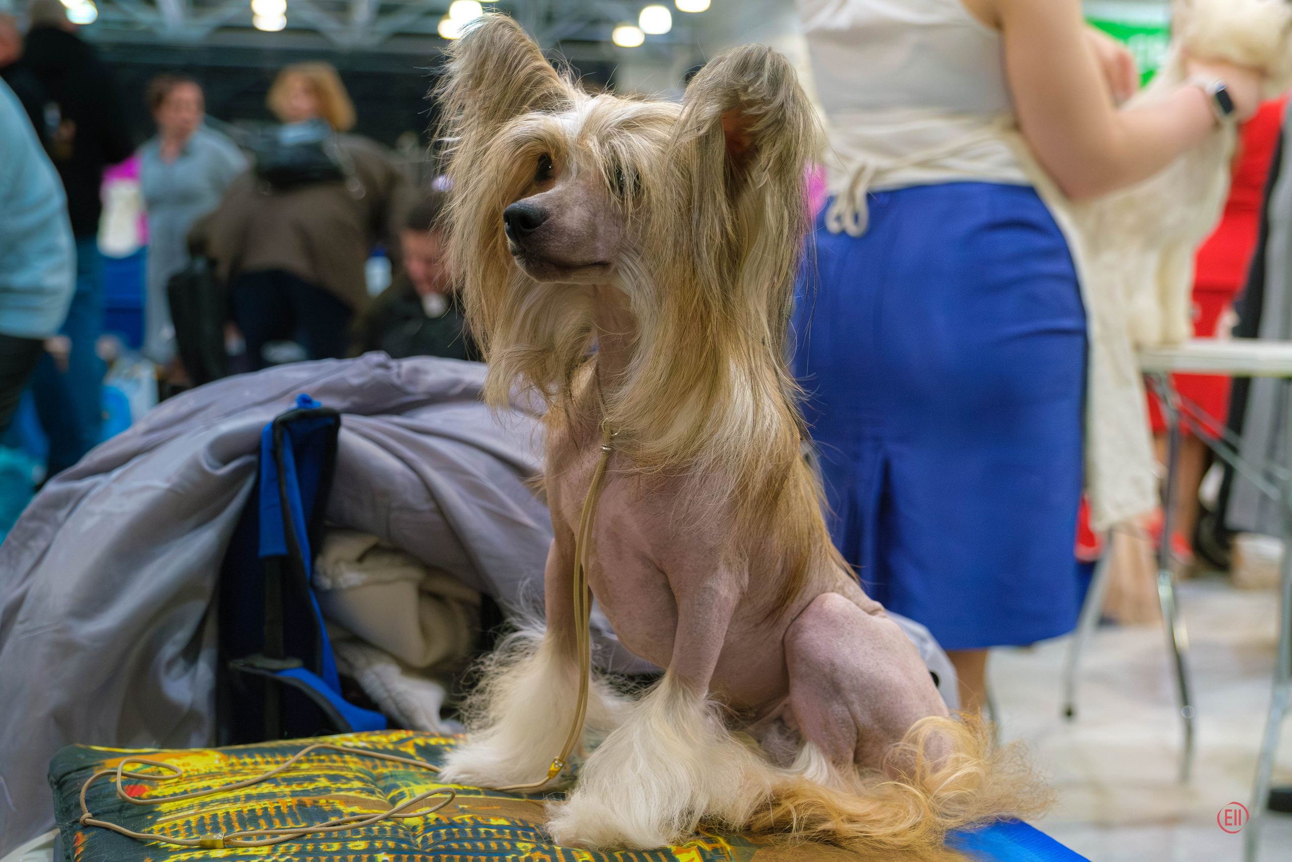 В Крокус Экспо посетили монопородную выставку ранга КЧК. Питомник китайских хохлатых собак Poale Ell: купить щенка