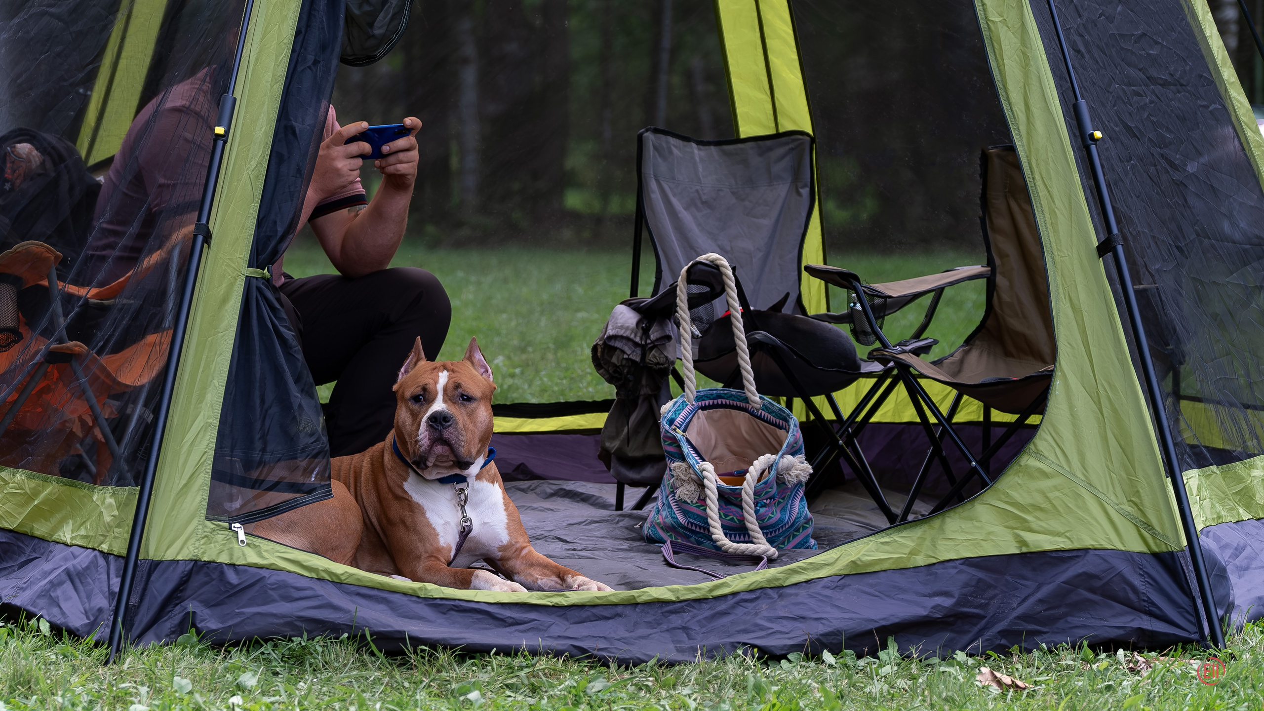 Moscow, MOO “Globus Plus”, SAS ChF rank exhibition. Chinese Crested Dog Kennel Poale Ell
