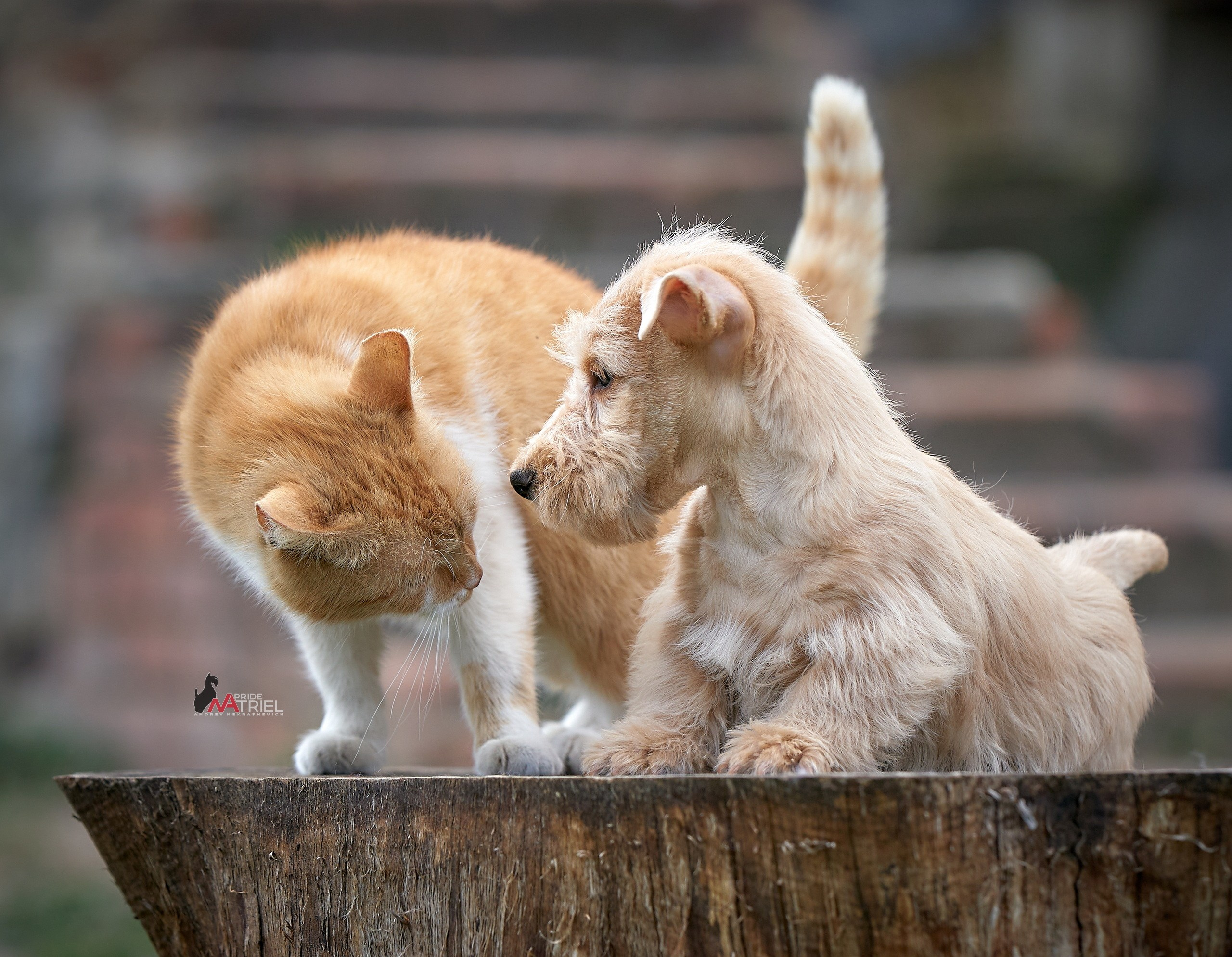 щенок с кошкой дружат дома