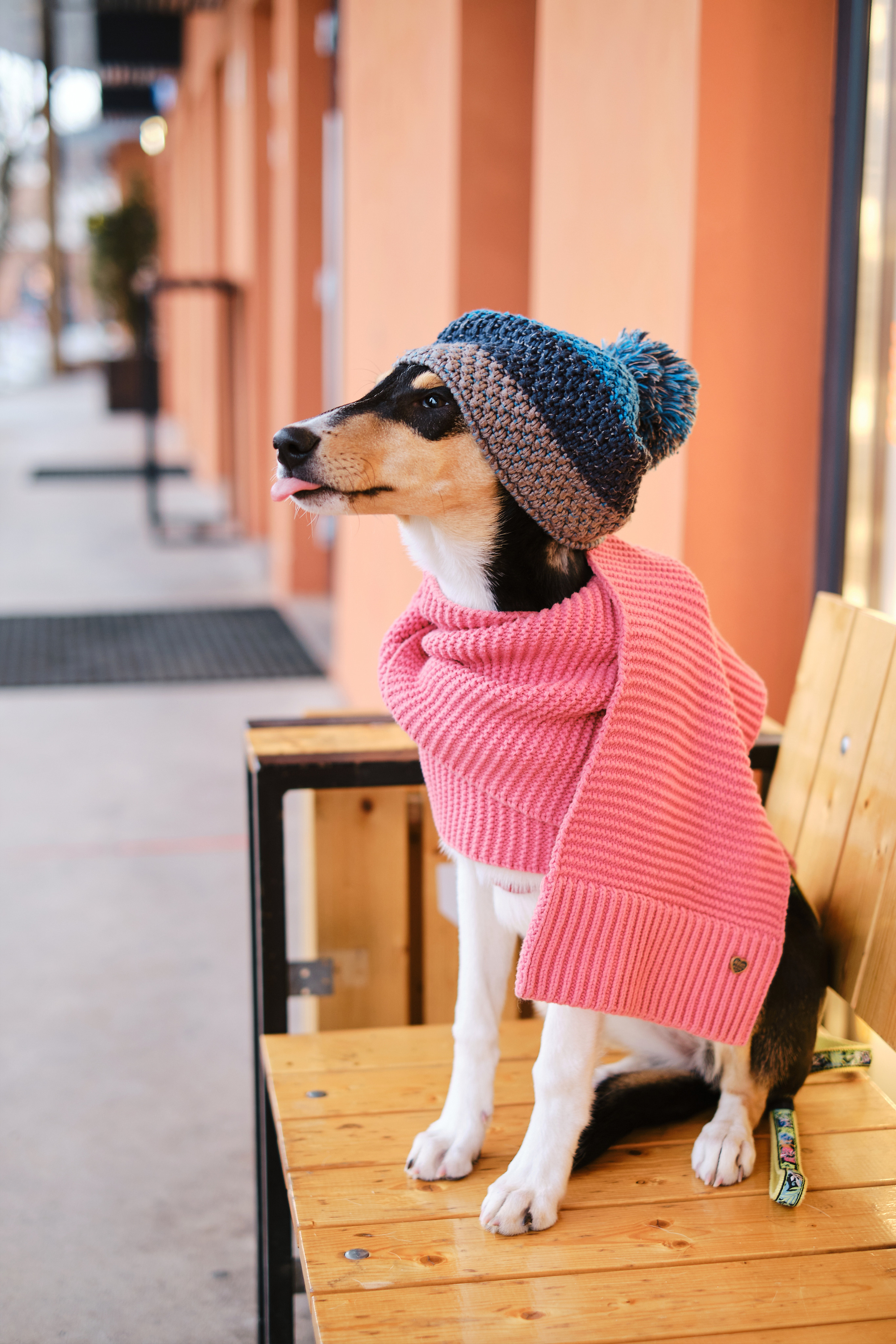 Про человека и собаку. Портретная и семейная фотосъемка в Москве
