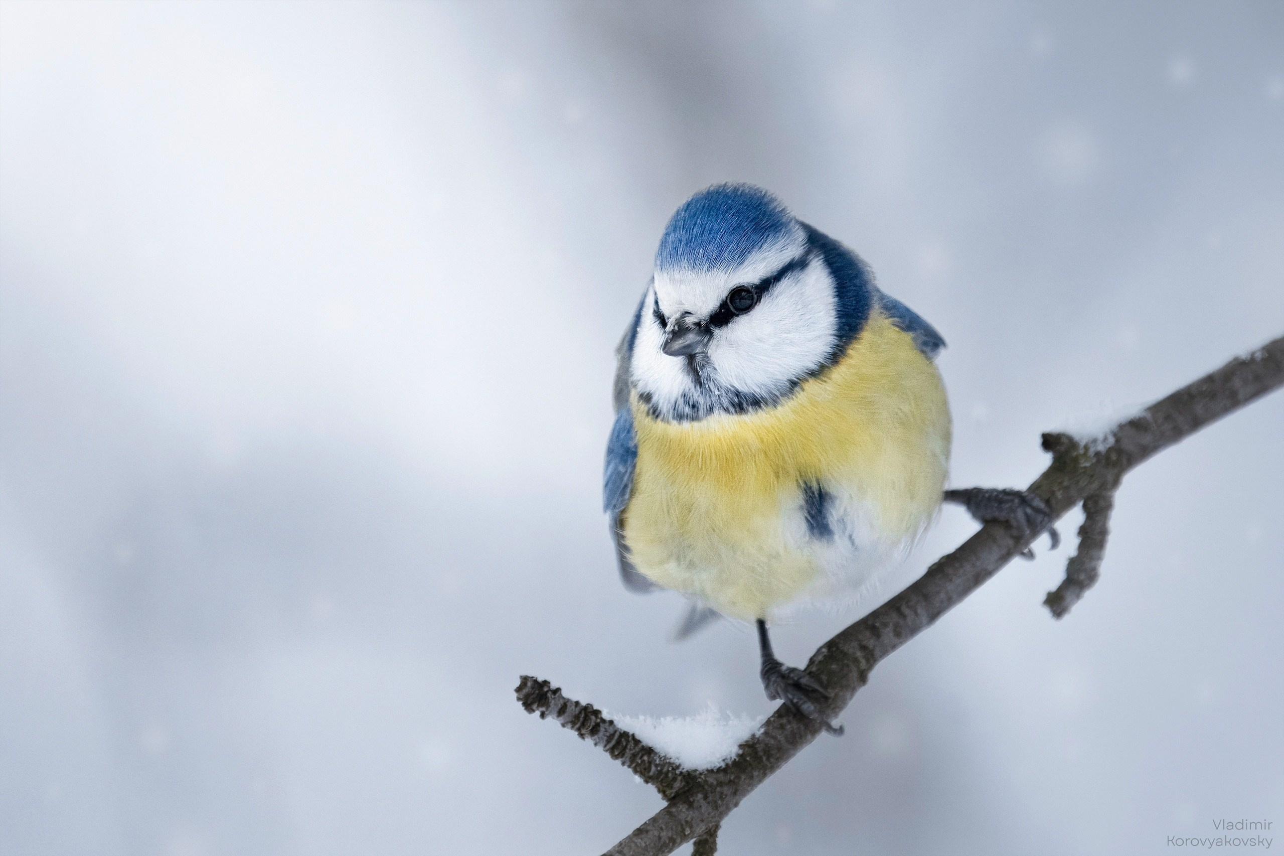 Животные. Фотограф Владимир Коровяковский