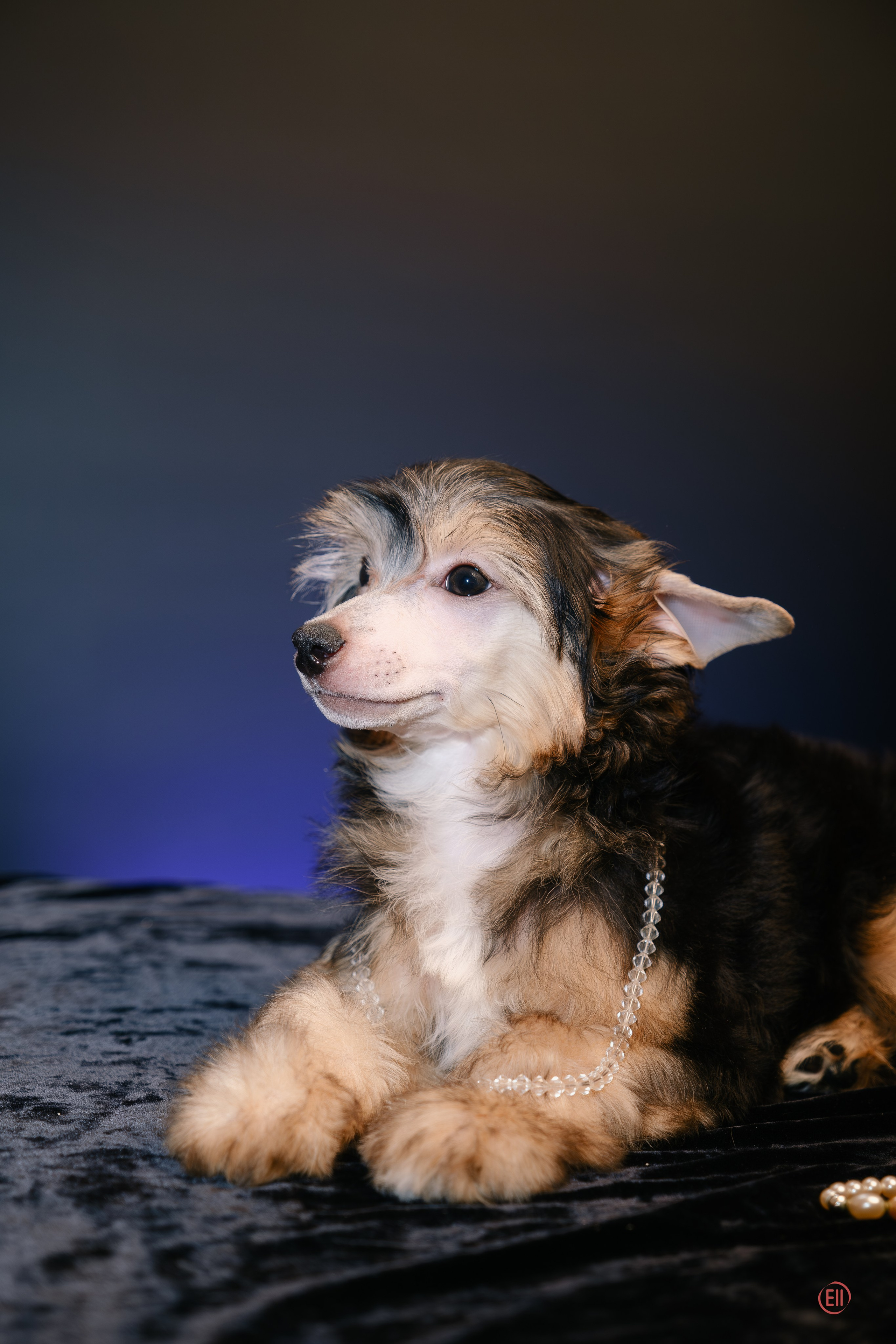 First photo session of the litter “F” of the Laisan Island kennel. Chinese Crested Dog Kennel Poale Ell