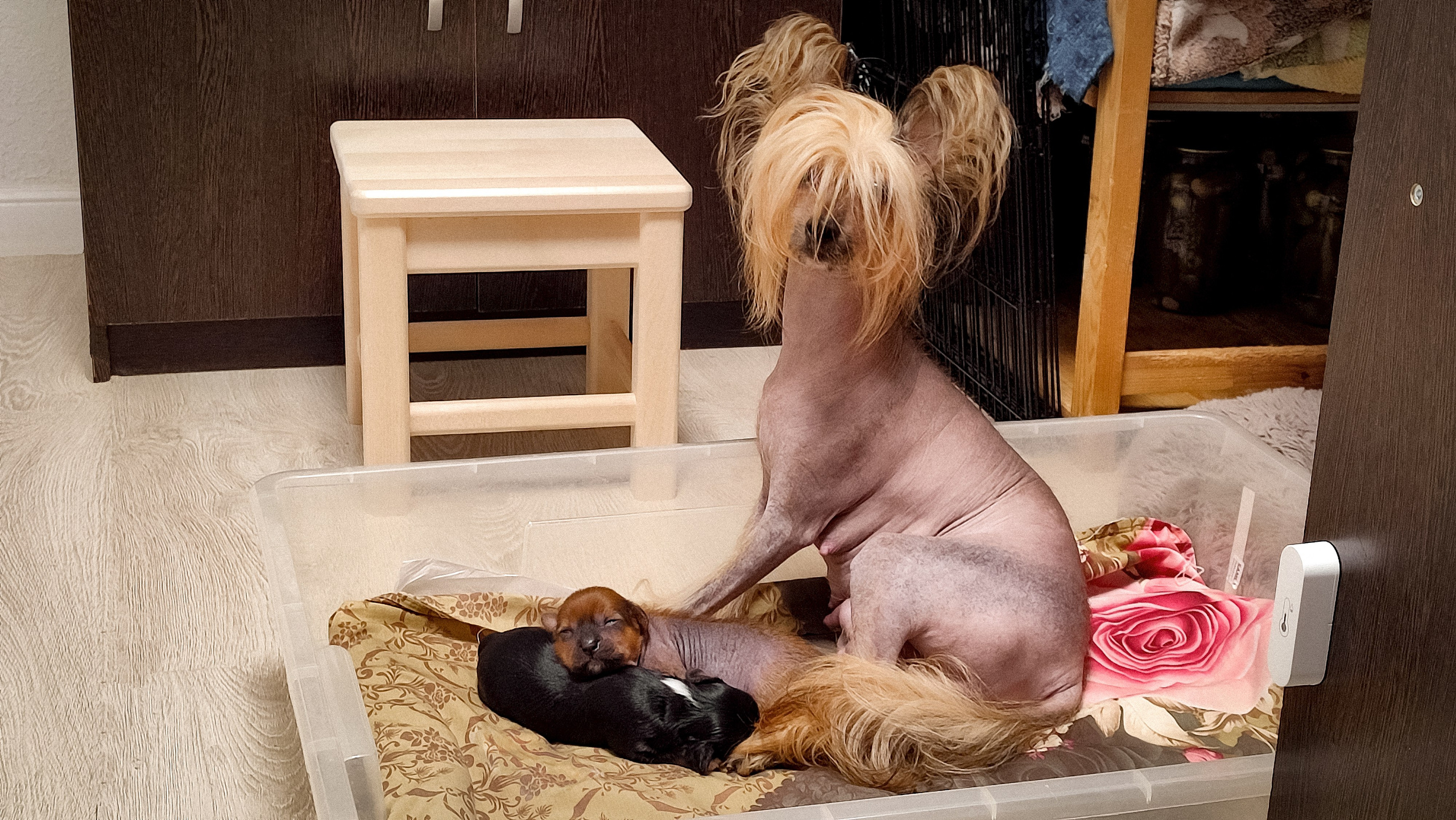 😊💋 Мы открыли глазки. Питомник китайских хохлатых собак Poale Ell: купить щенка