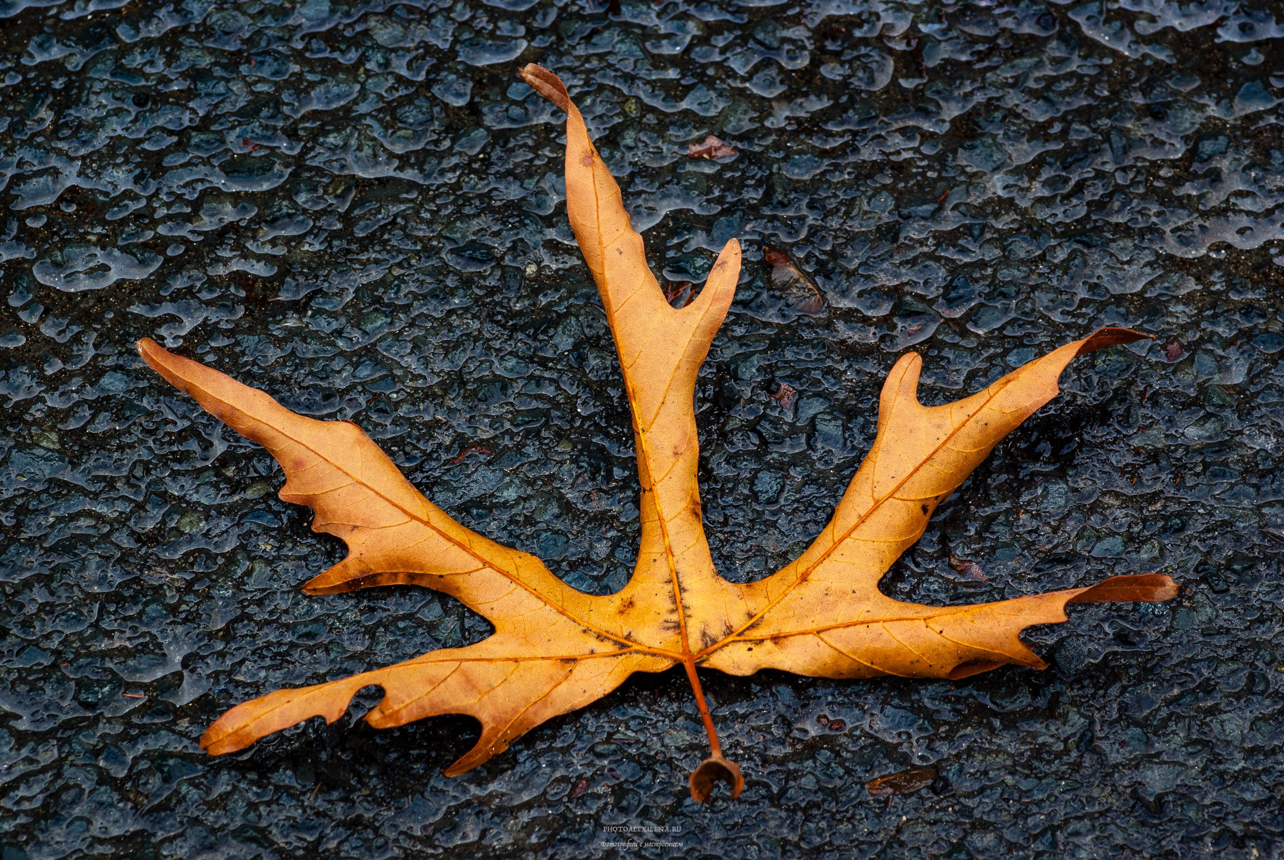 Что такое осень?. Авторские стильные фотокартины