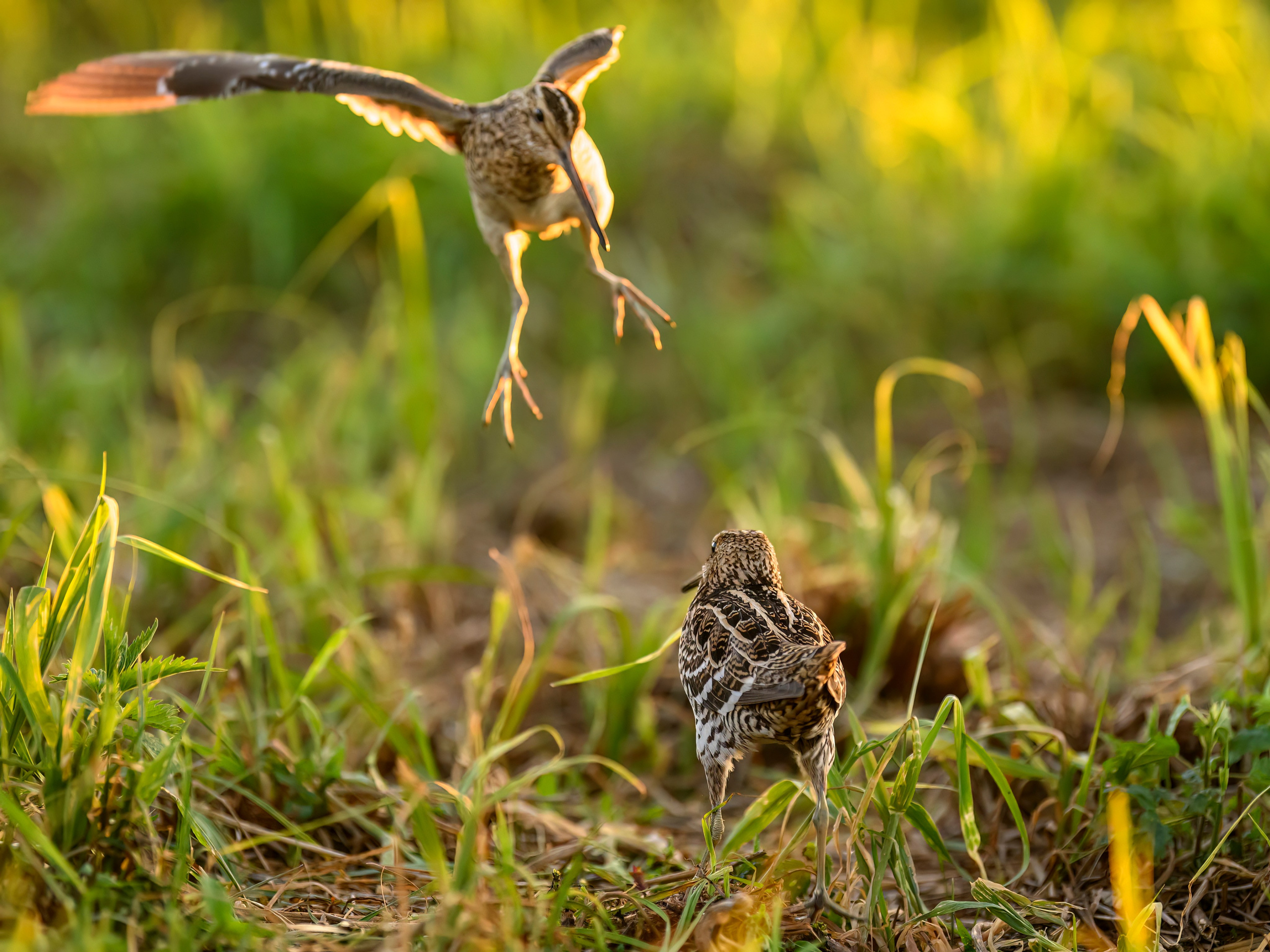 Дупелиный ток: настоящие гусары!. Фотограф Сергей Пупонин
