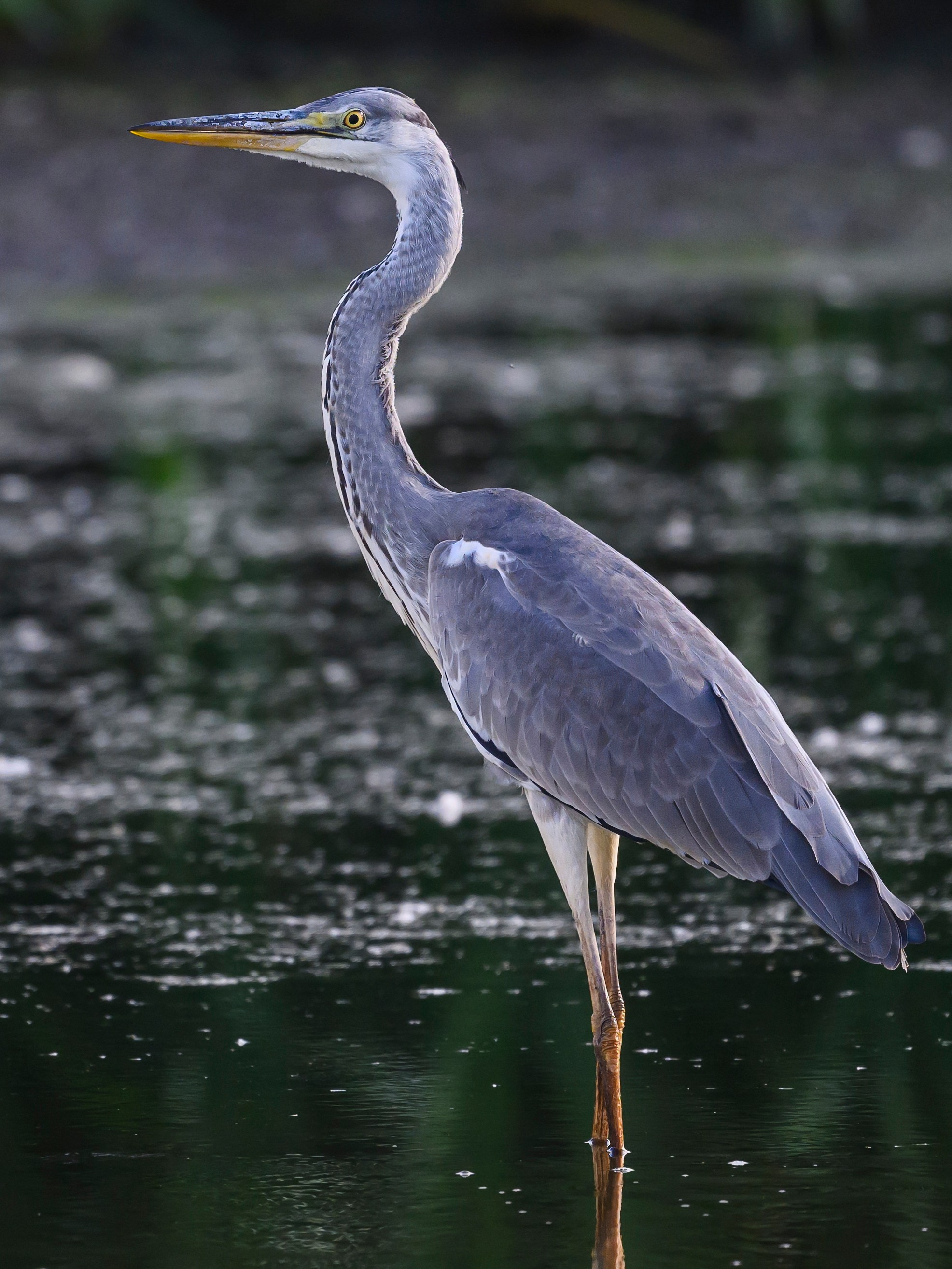 Рыбалка цапли. Fishing of the Heron. Фотограф Сергей Пупонин