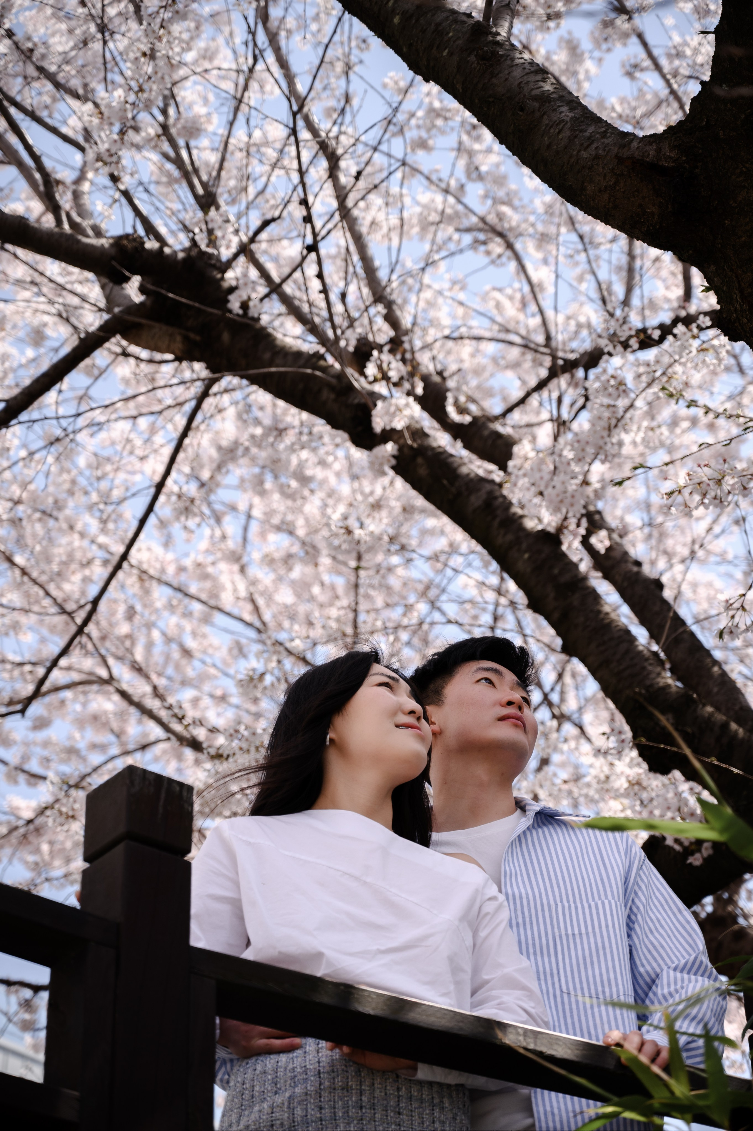 Fotografia com hanbok tradicional sob cerejeiras em Busan
