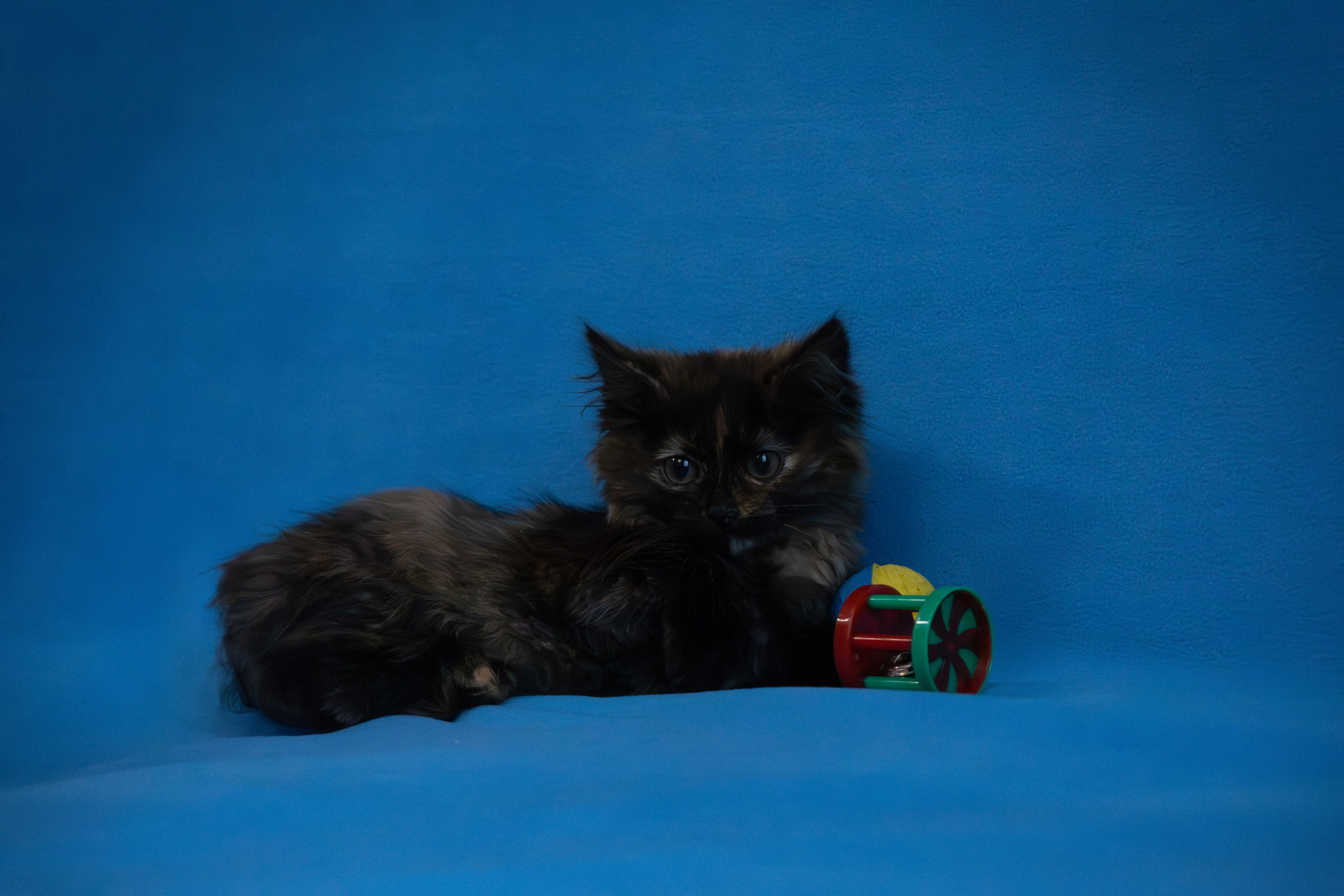 Домошняя съемка кошки Бусинки для поиска семьи. Фотограф-анималист в Москве Екатерина Тихонова