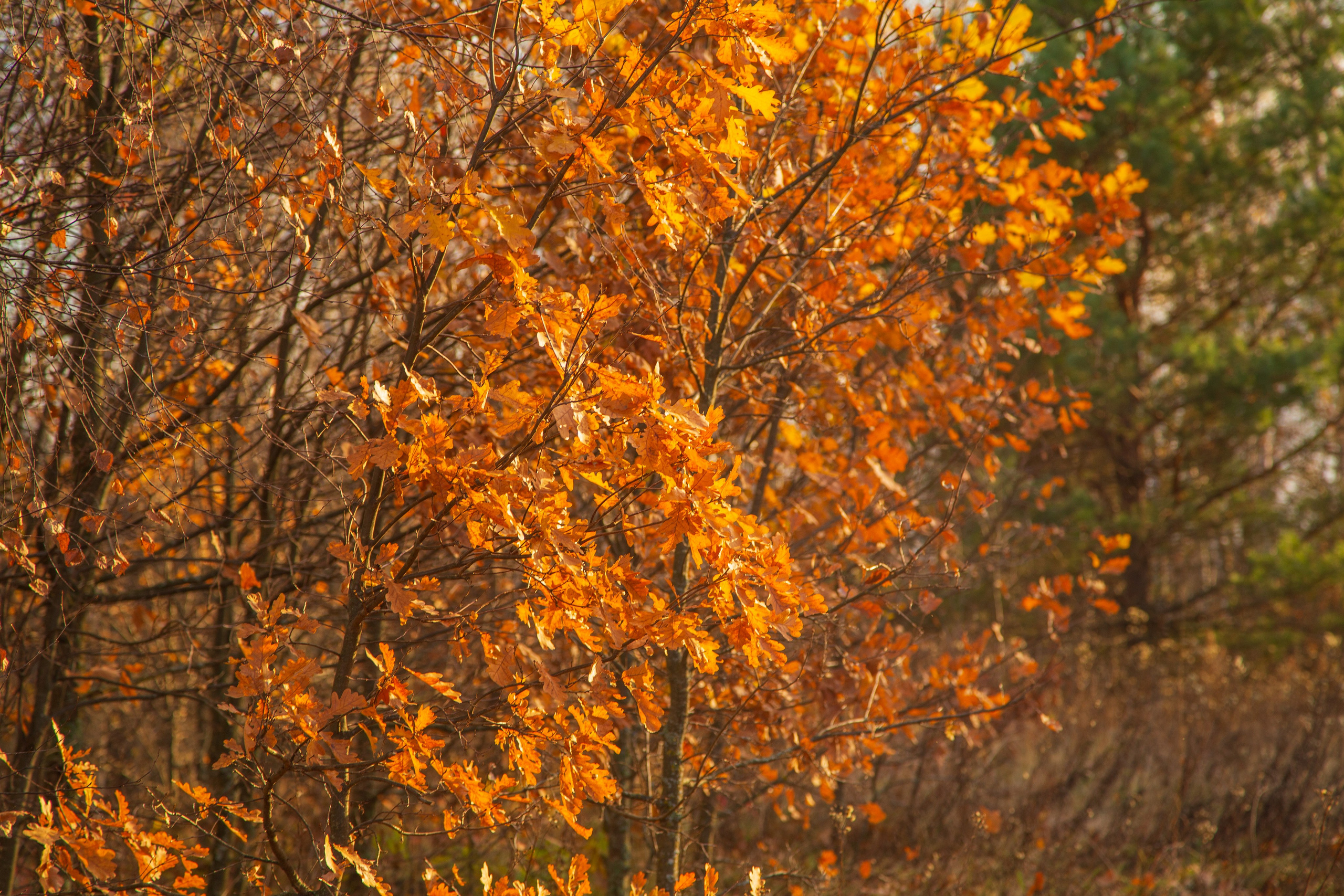 ТВОРЧЕСТВО. Творческая студия АЛНИфото