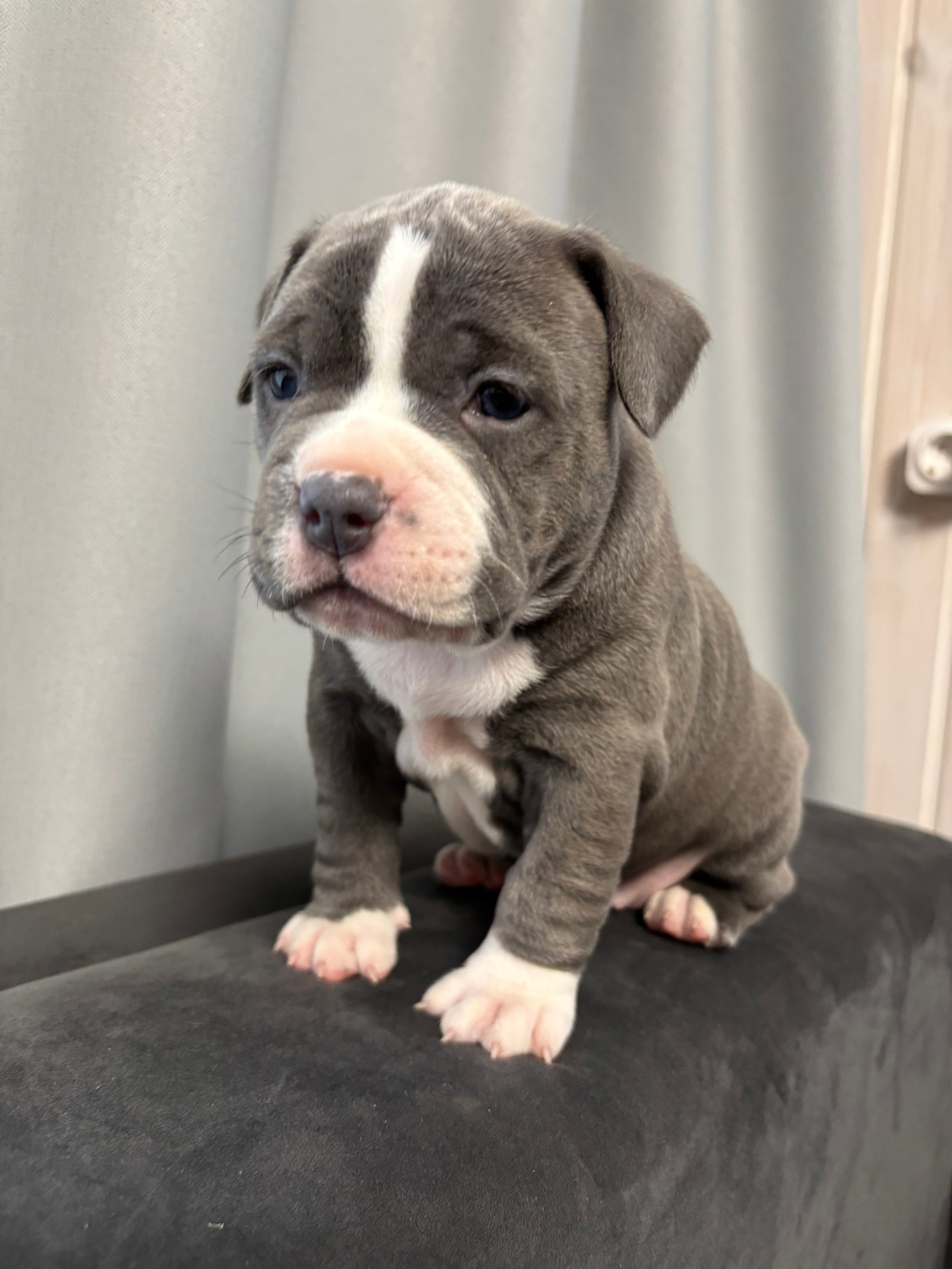 Помет Рич и Дося 04.02.25. Американский Булли в г. Ростов-на-Дону. Питомник THE POWER OF SIBERIA