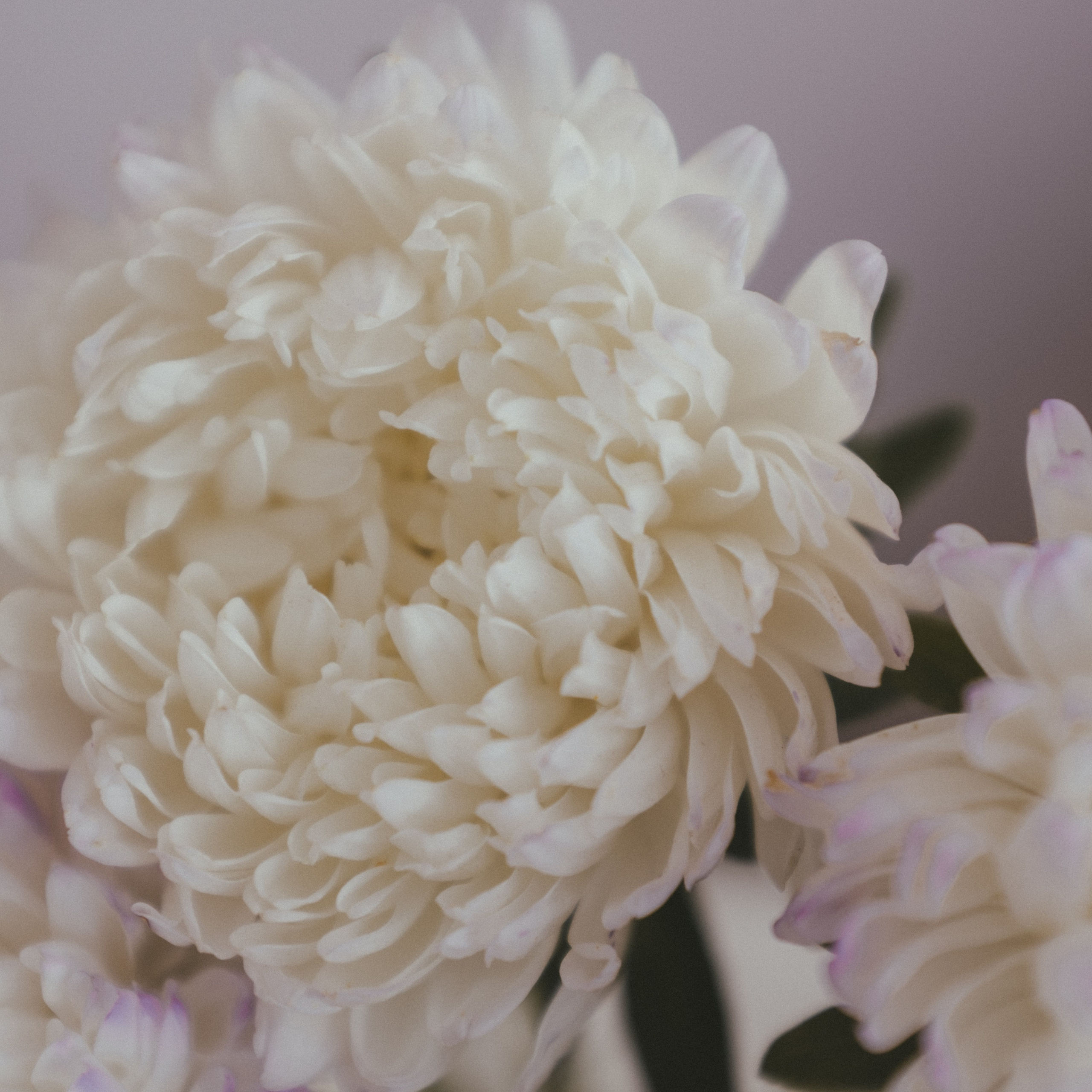 Фотограф в Москве — Анна Киселёва | портреты и тёплые истории