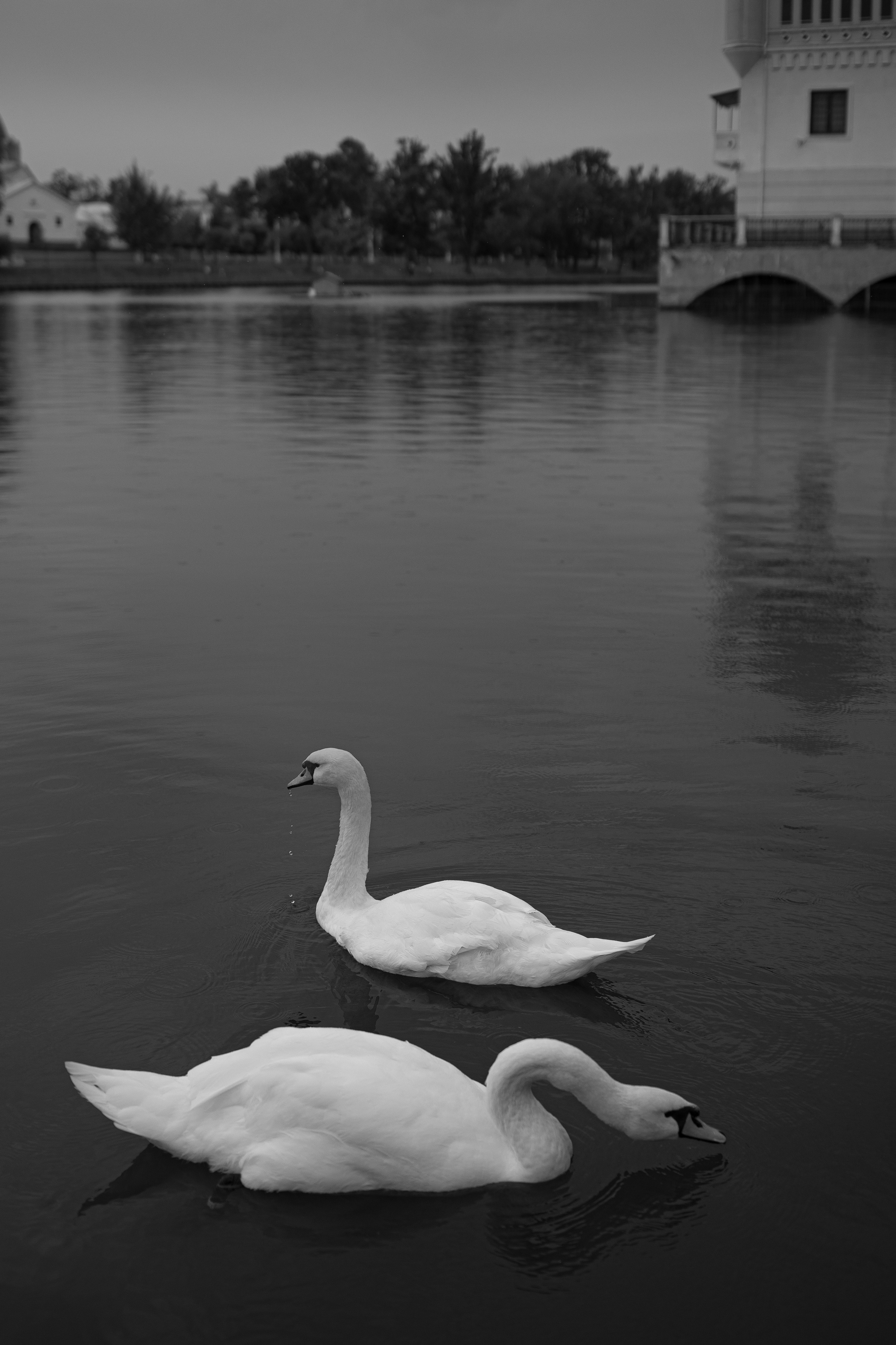 Лиза Виктор. Свадебный фотограф Виктория Карпова